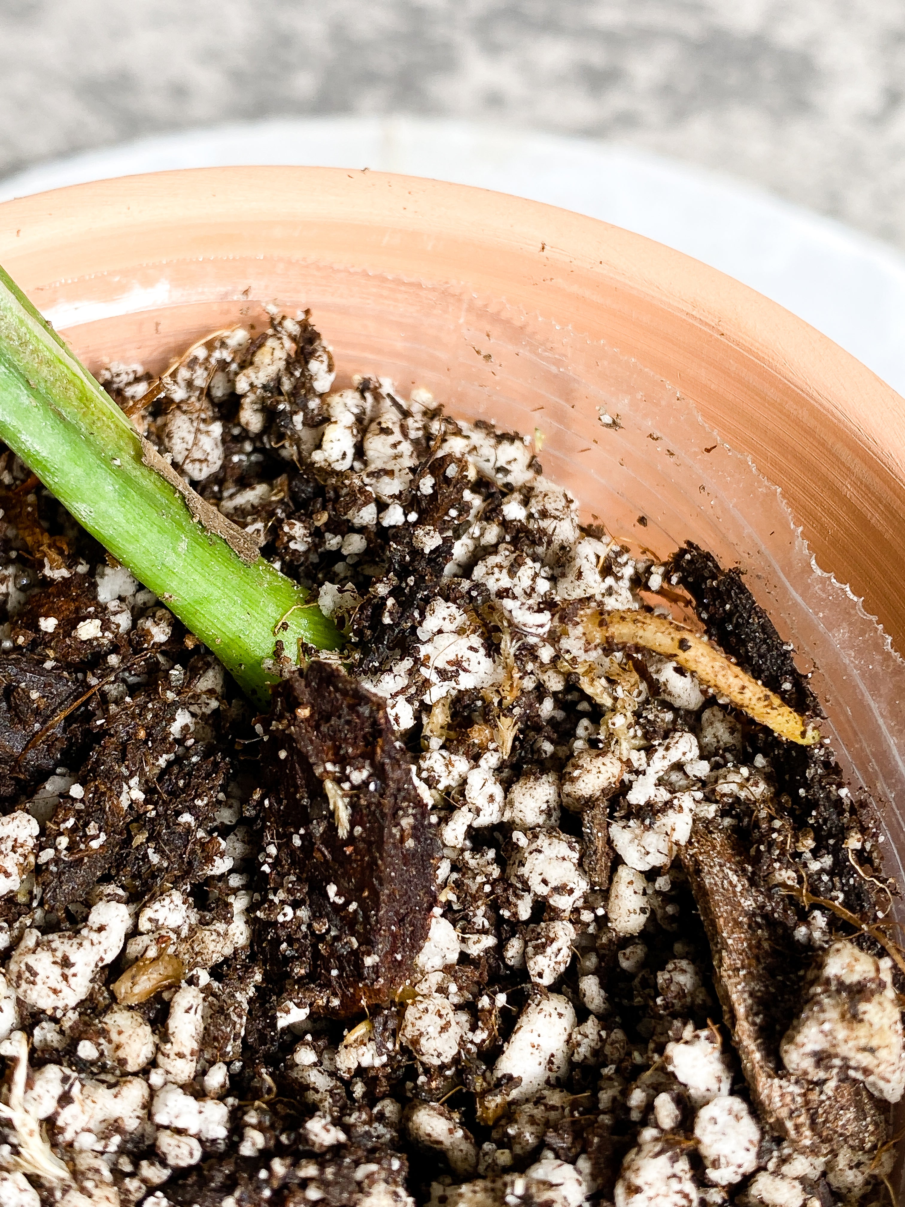 Syngonium Green Splash 2 leaves slightly Rooted