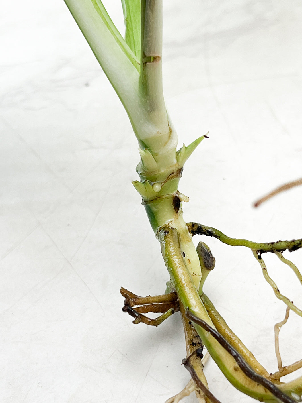 Monstera Adansonii Variegated 3 leaves rooting multiple nodes