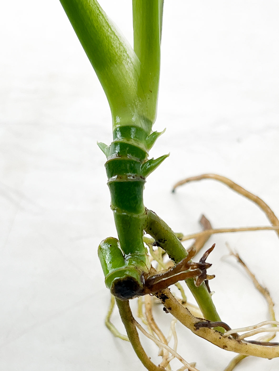 Monstera Adansonii Variegated 3 leaves rooting multiple nodes