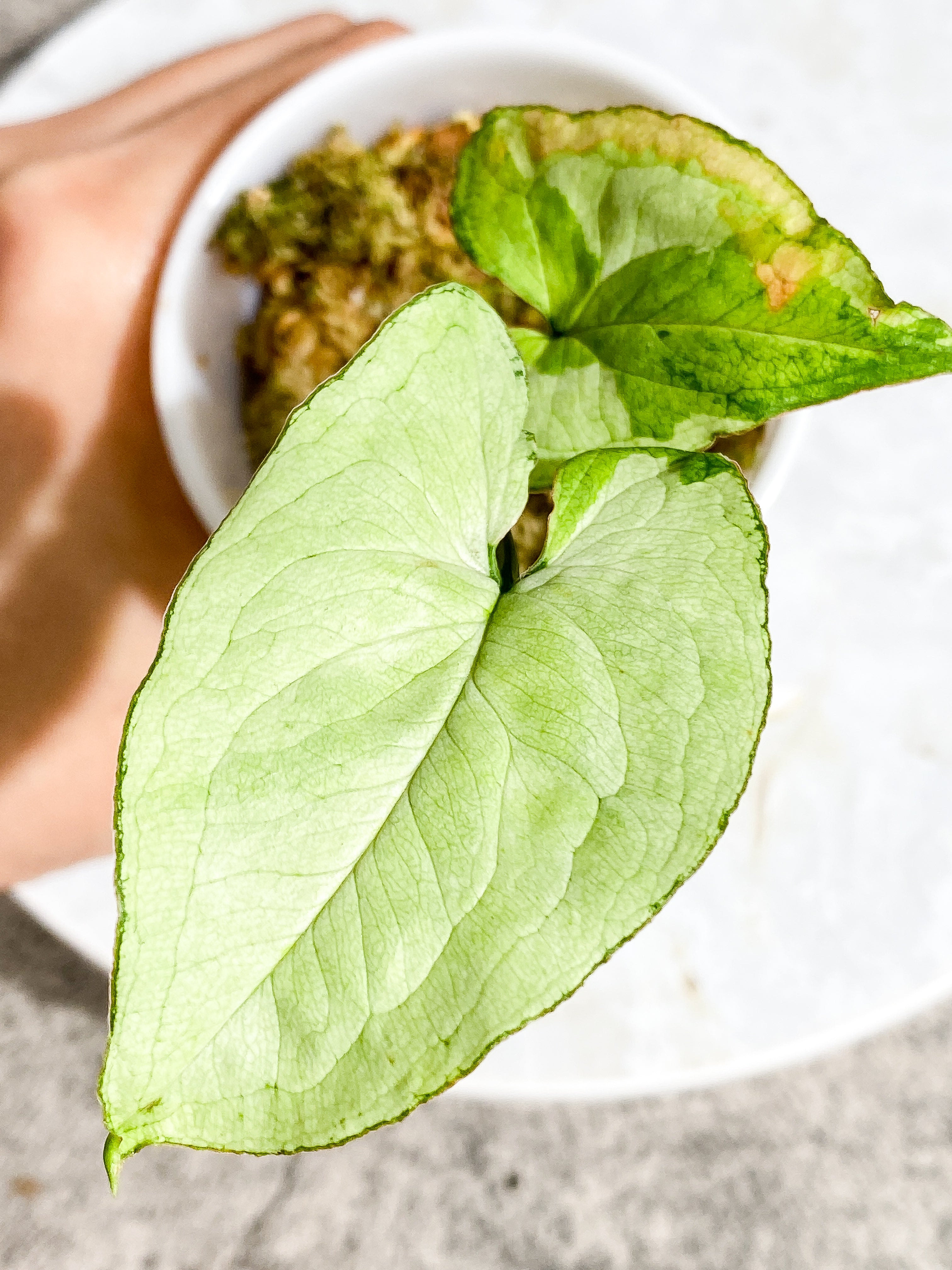 Do not buy: Syngonium 3king