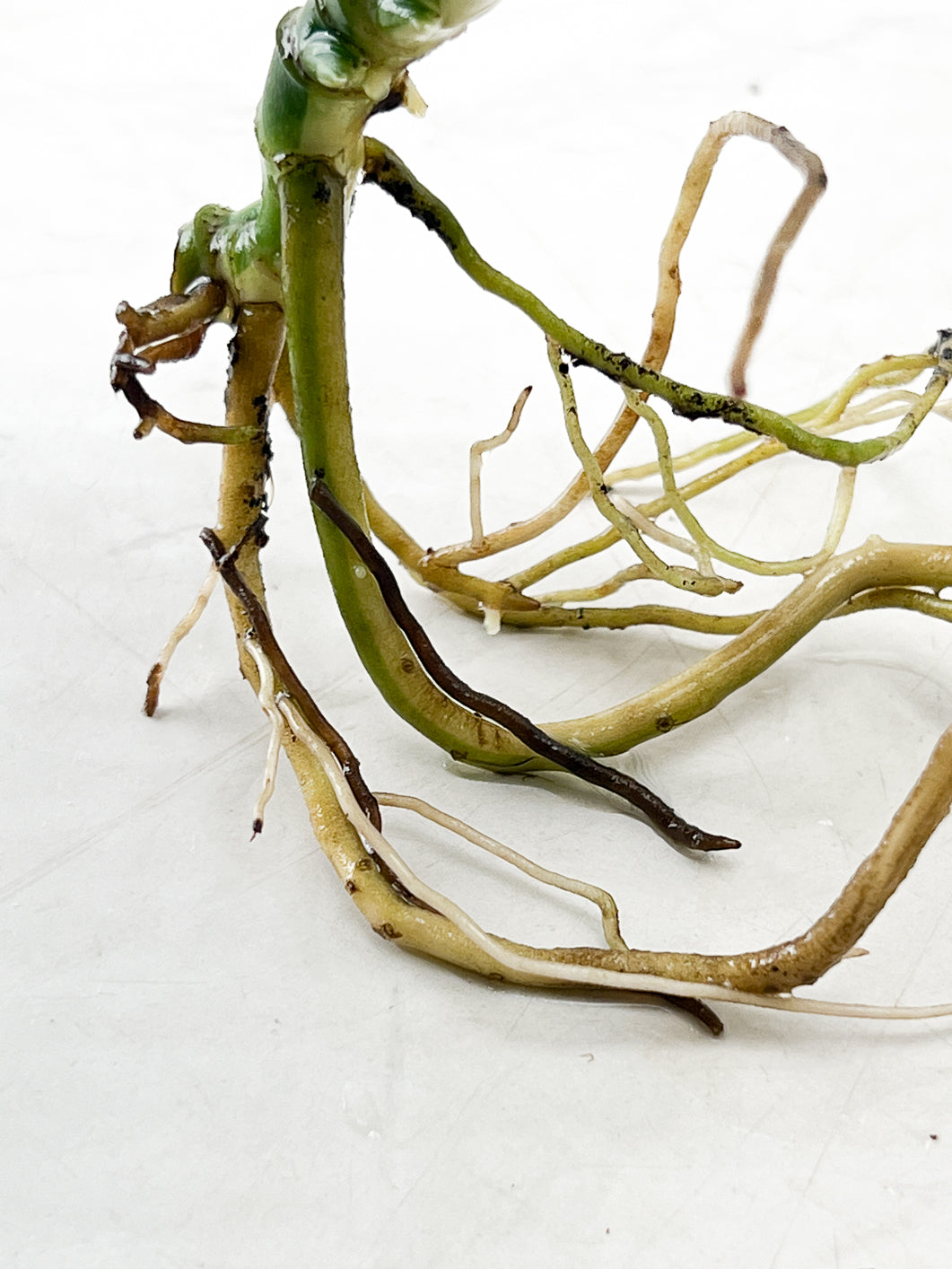 Monstera Adansonii Variegated 3 leaves rooting multiple nodes