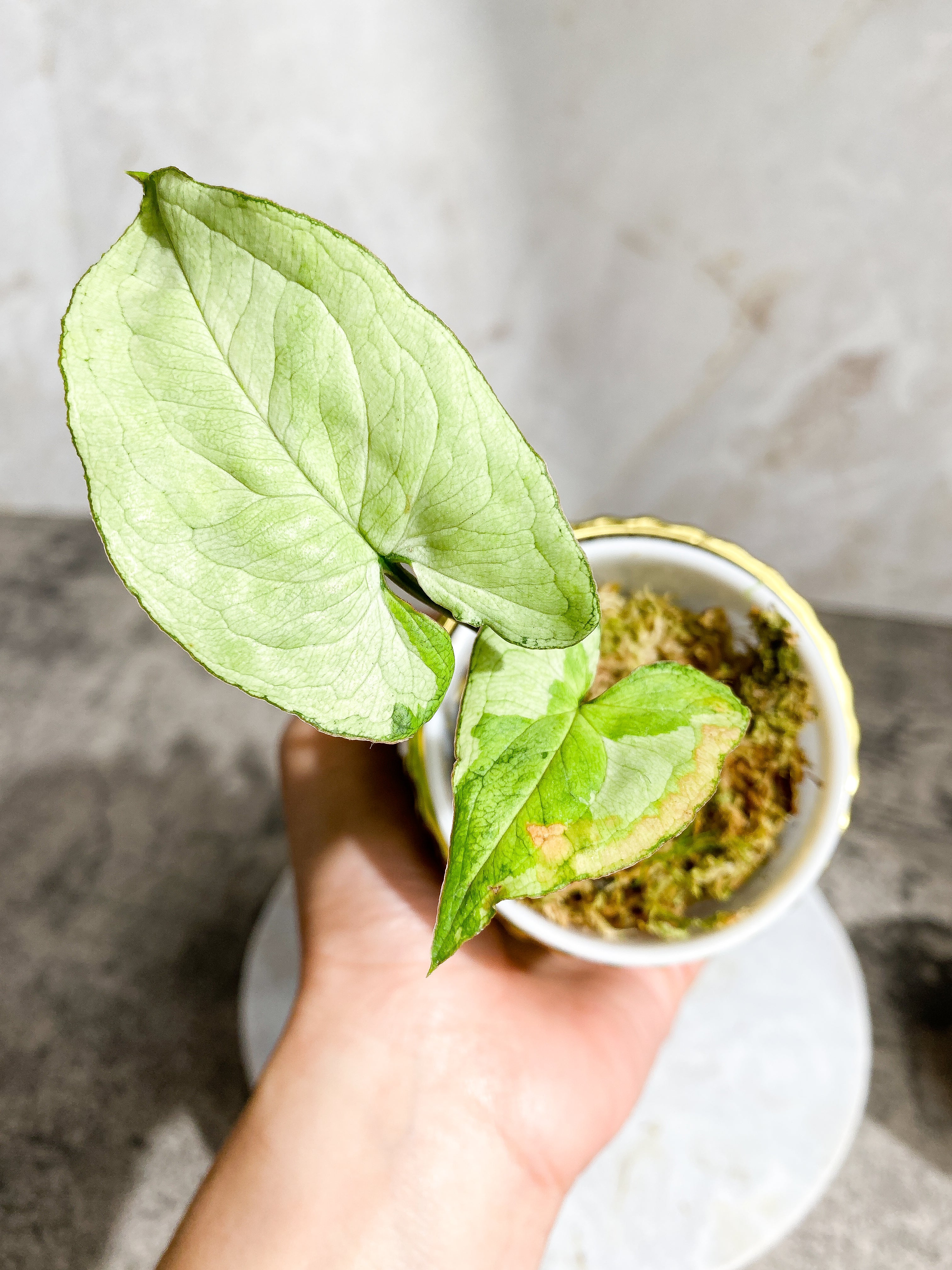 Do not buy: Syngonium 3king