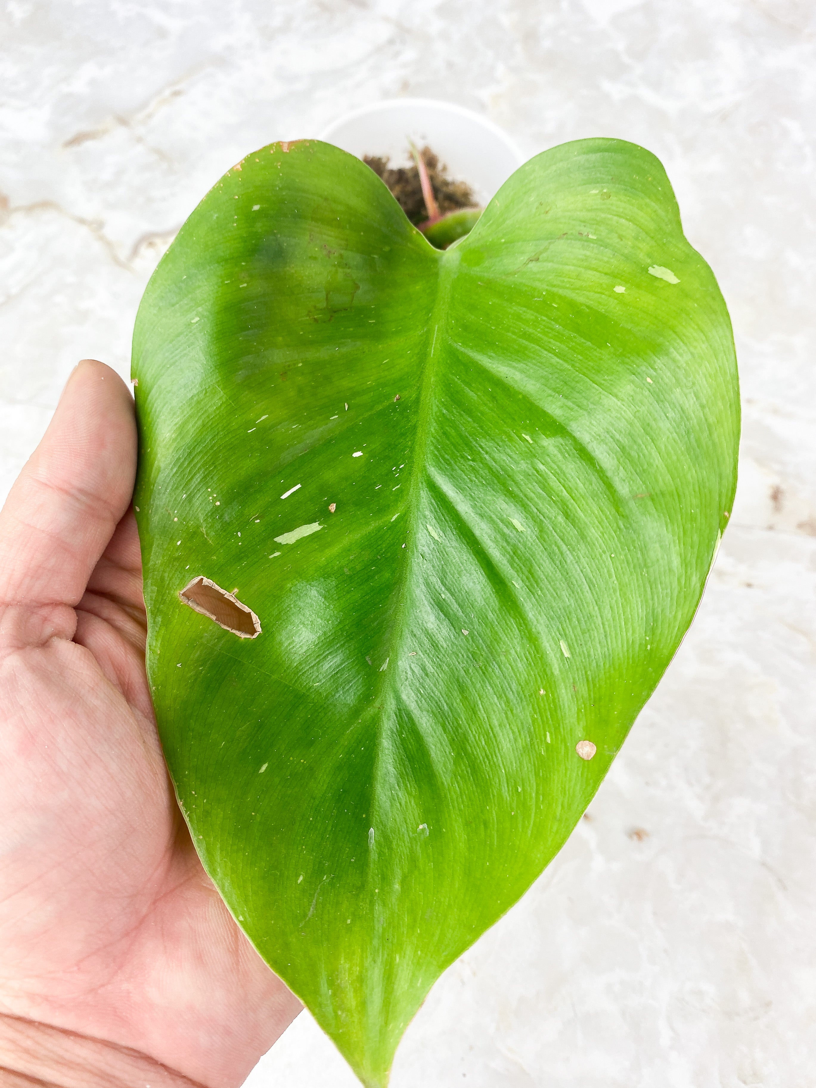 Philodendron White Princess Tricolor Slightly Rooted. 2 leaves