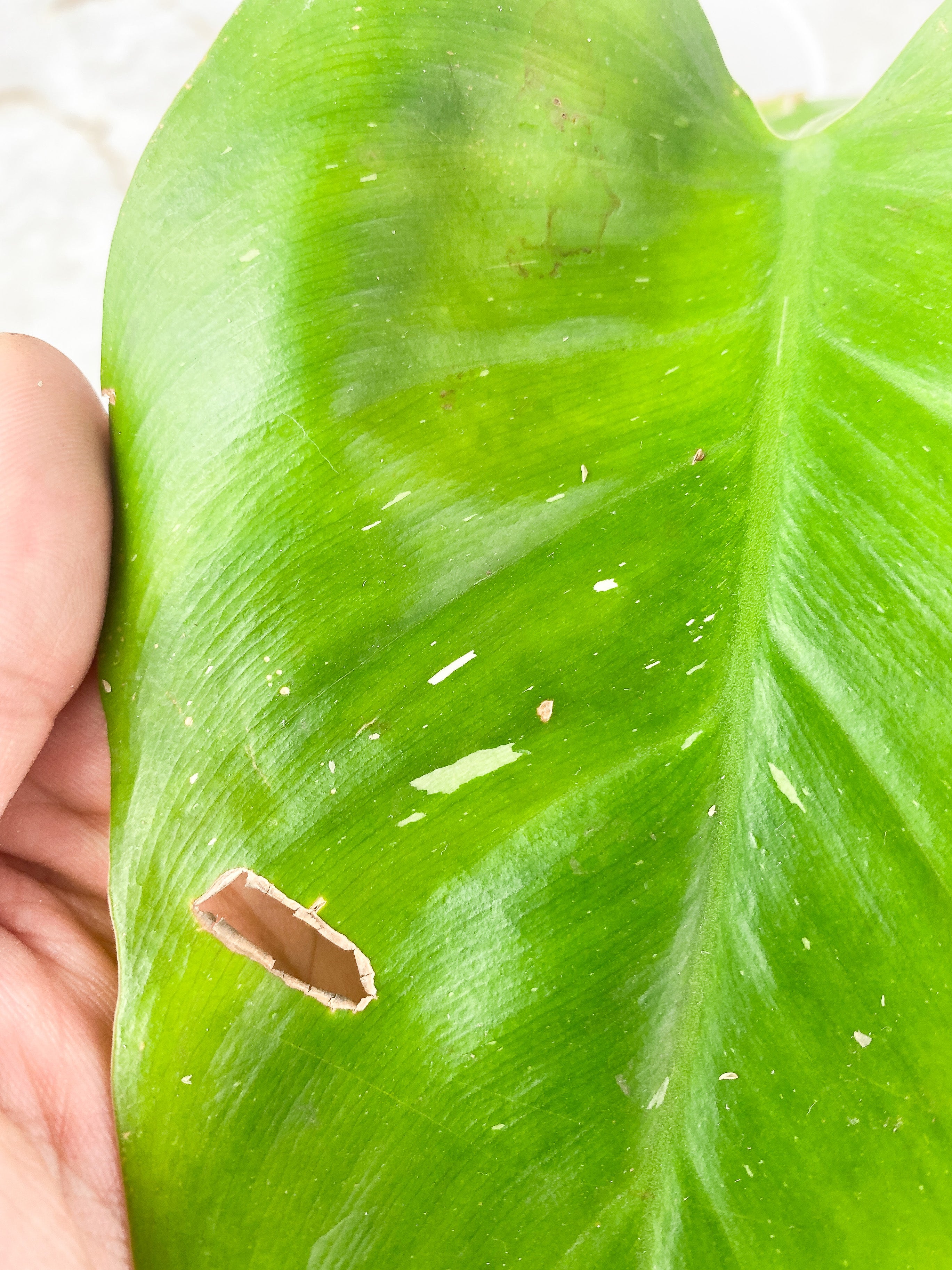 Philodendron White Princess Tricolor Slightly Rooted. 2 leaves