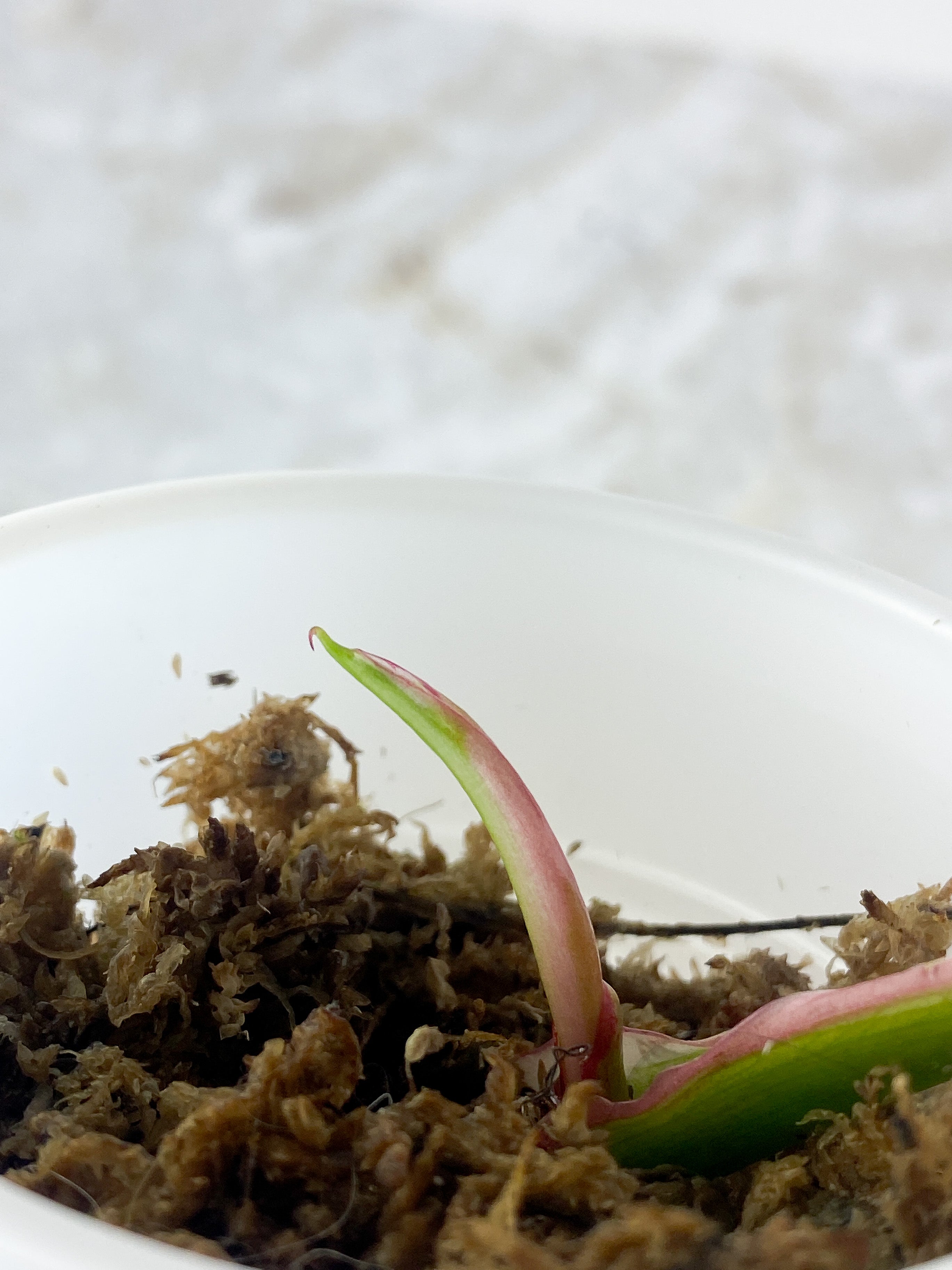 Philodendron White Princess Tricolor Slightly Rooted. 2 leaves