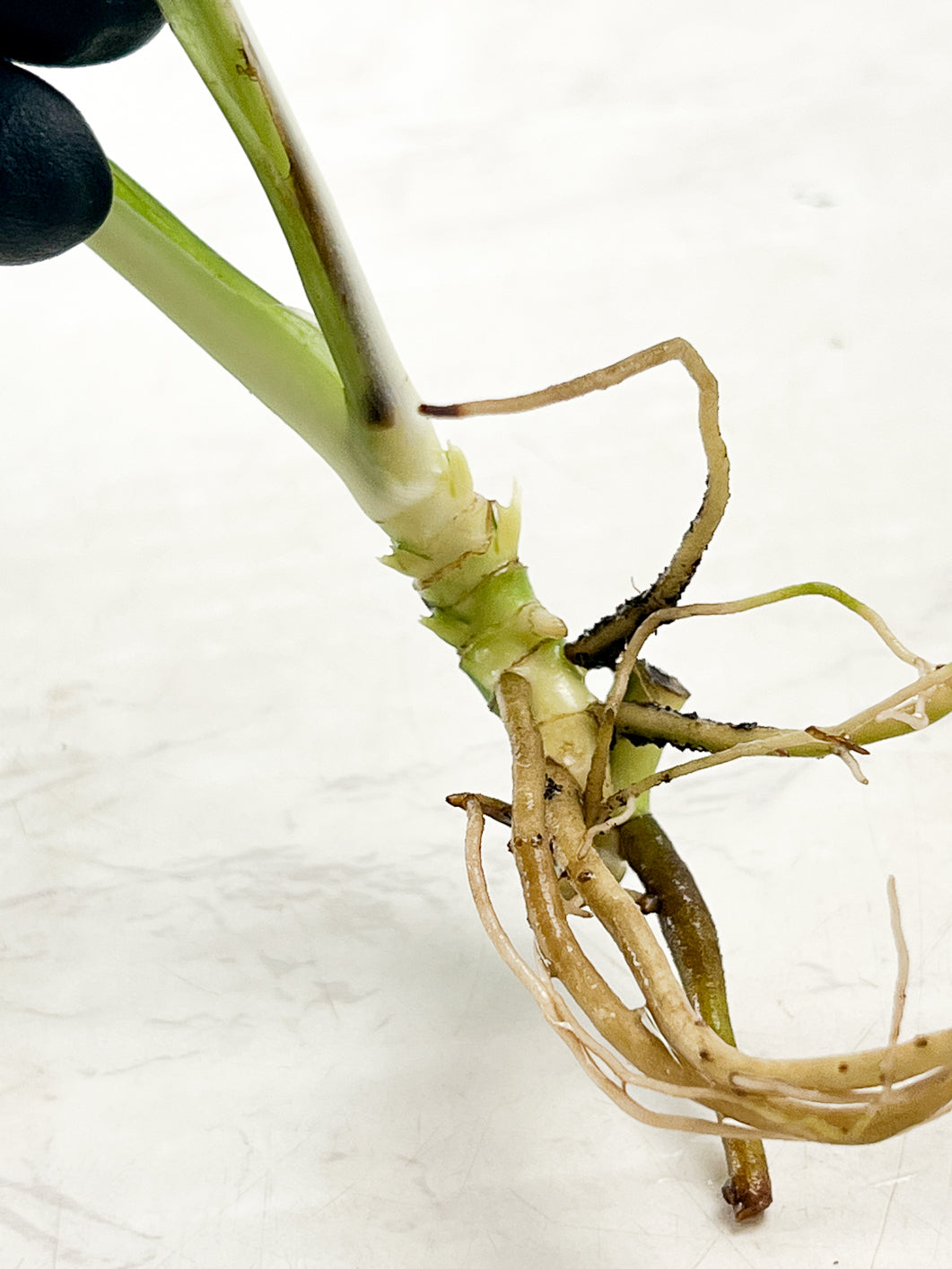 Monstera Adansonii Variegated 2 leaves multiple nodes slightly rooted