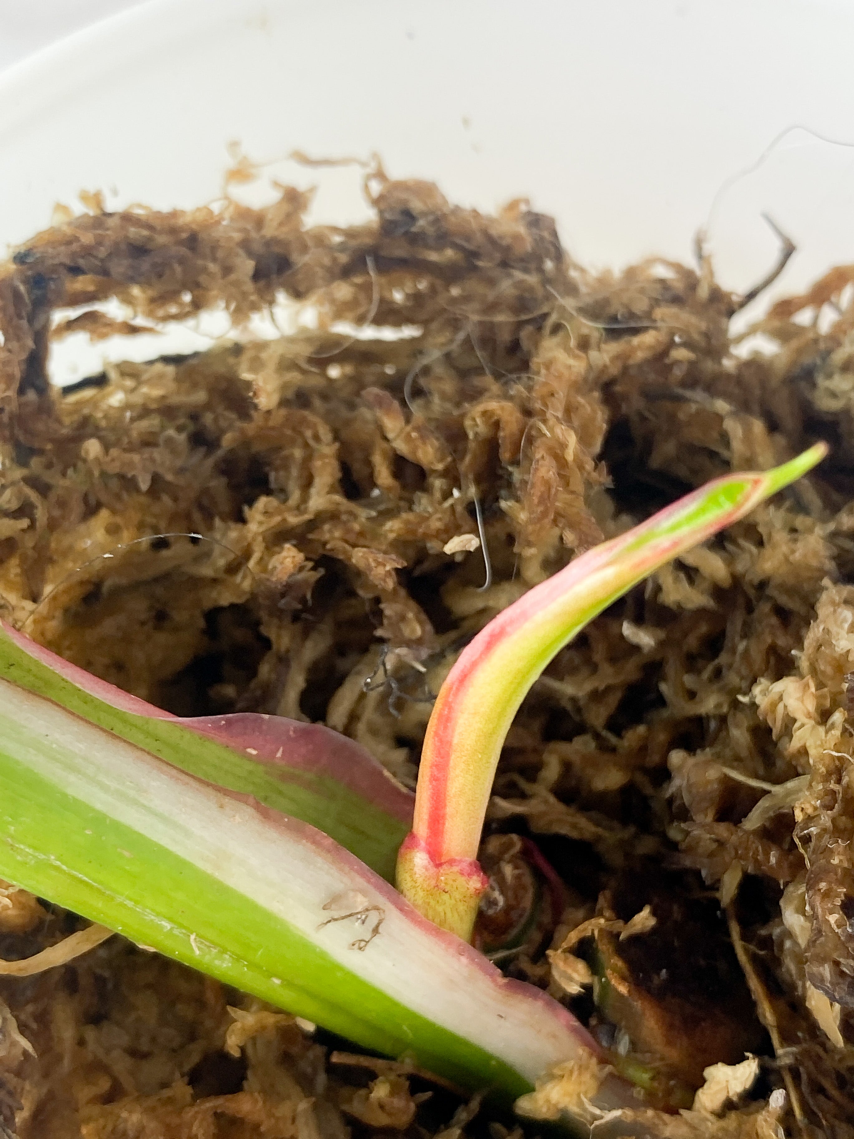 Philodendron White Princess Tricolor Slightly Rooted. 2 leaves