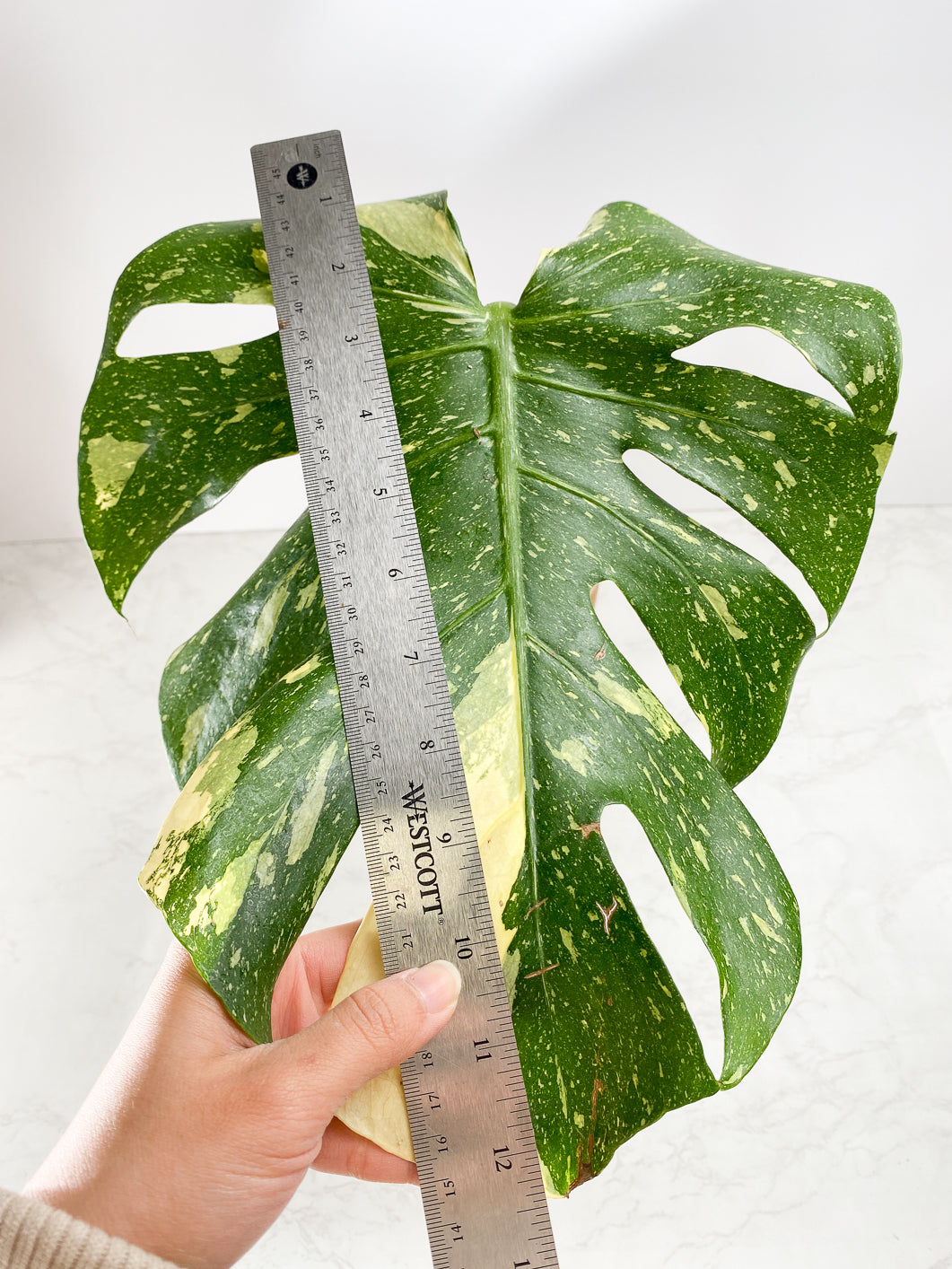 Monstera Thai Constellation 1 leaf 1 sprout Top Cutting