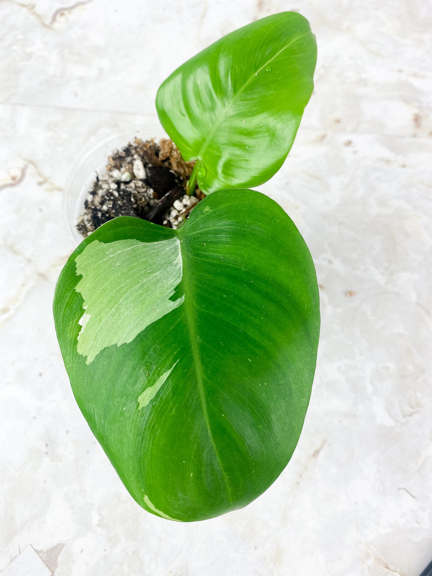 Philodendron White Princess Rooting 2 leaves top cutting. 1 sprout