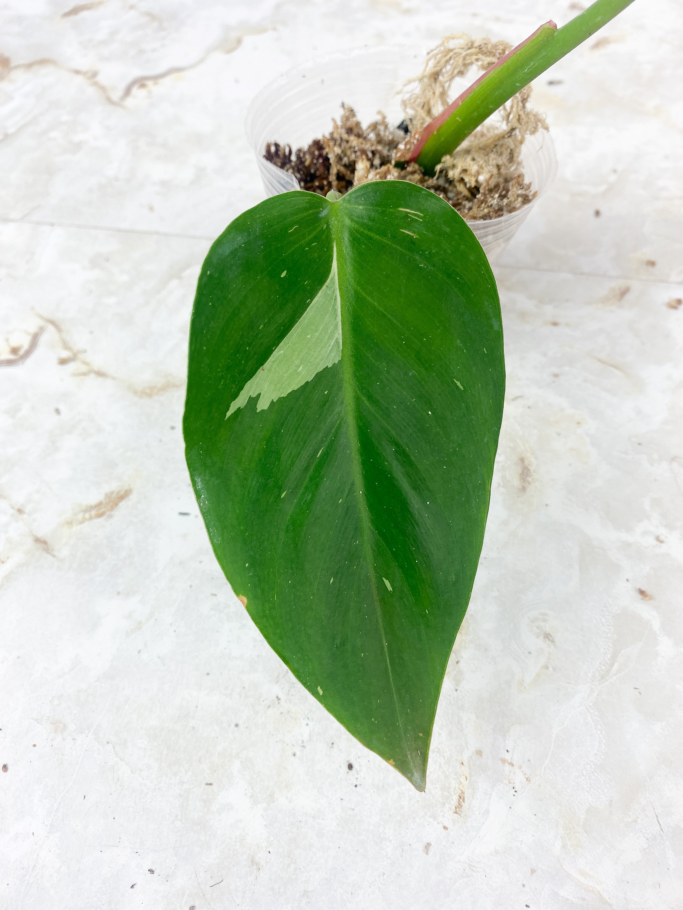 Philodendron White Princess Slightly Rooted 2 leaves