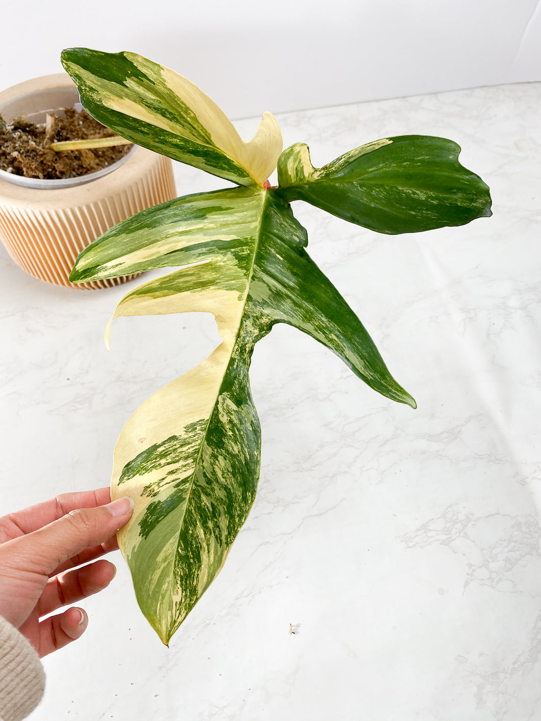 Philodendron Florida Beauty  Huge mature leaf Rooting multiple nodes