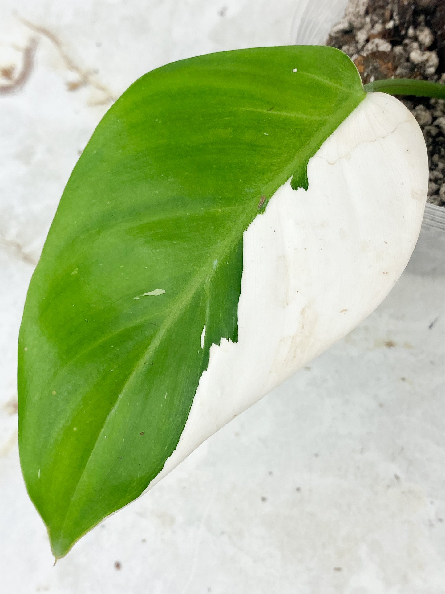 Philodendron White Princess Rooting 3 leaves Top cutting