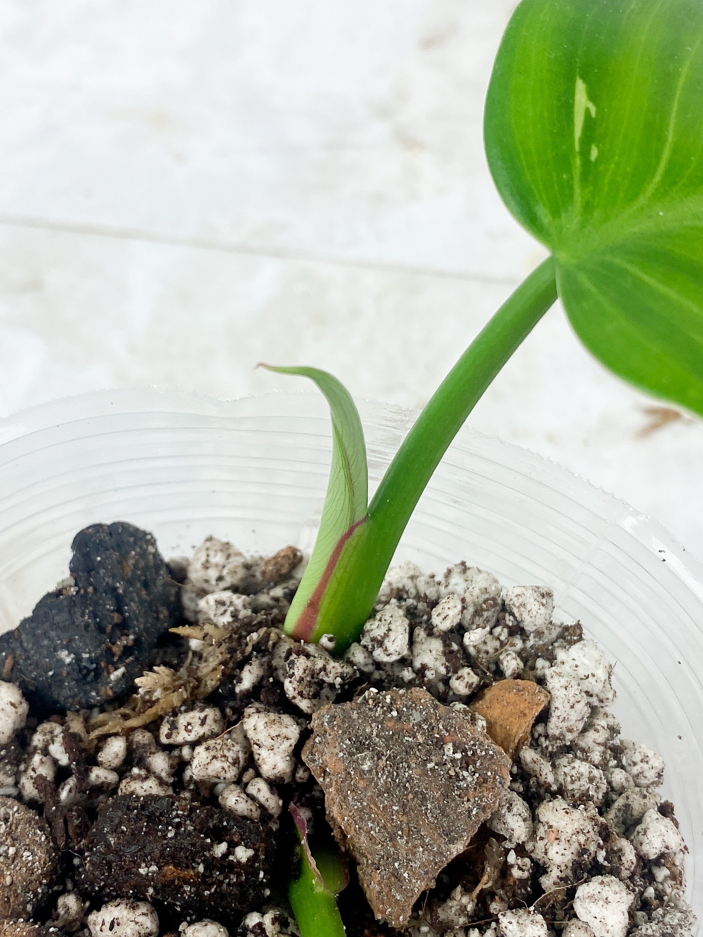 Philodendron White Princess Rooting 3 leaves Top cutting