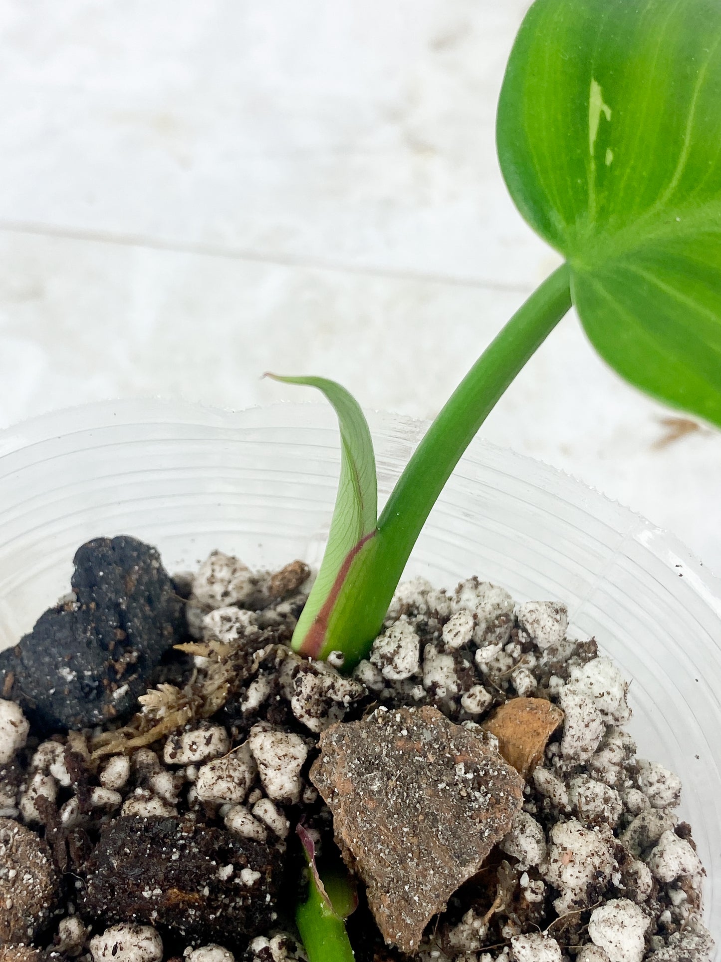 Philodendron White Princess Rooting 3 leaves Top cutting