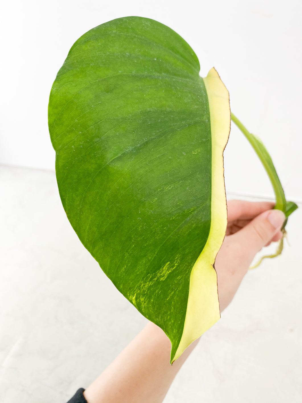 Monstera Aurea 1 leaf