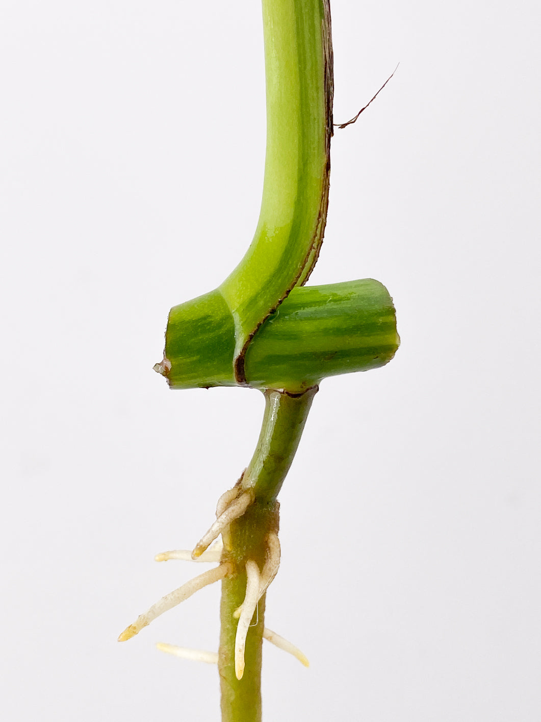 Monstera Aurea 1 leaf