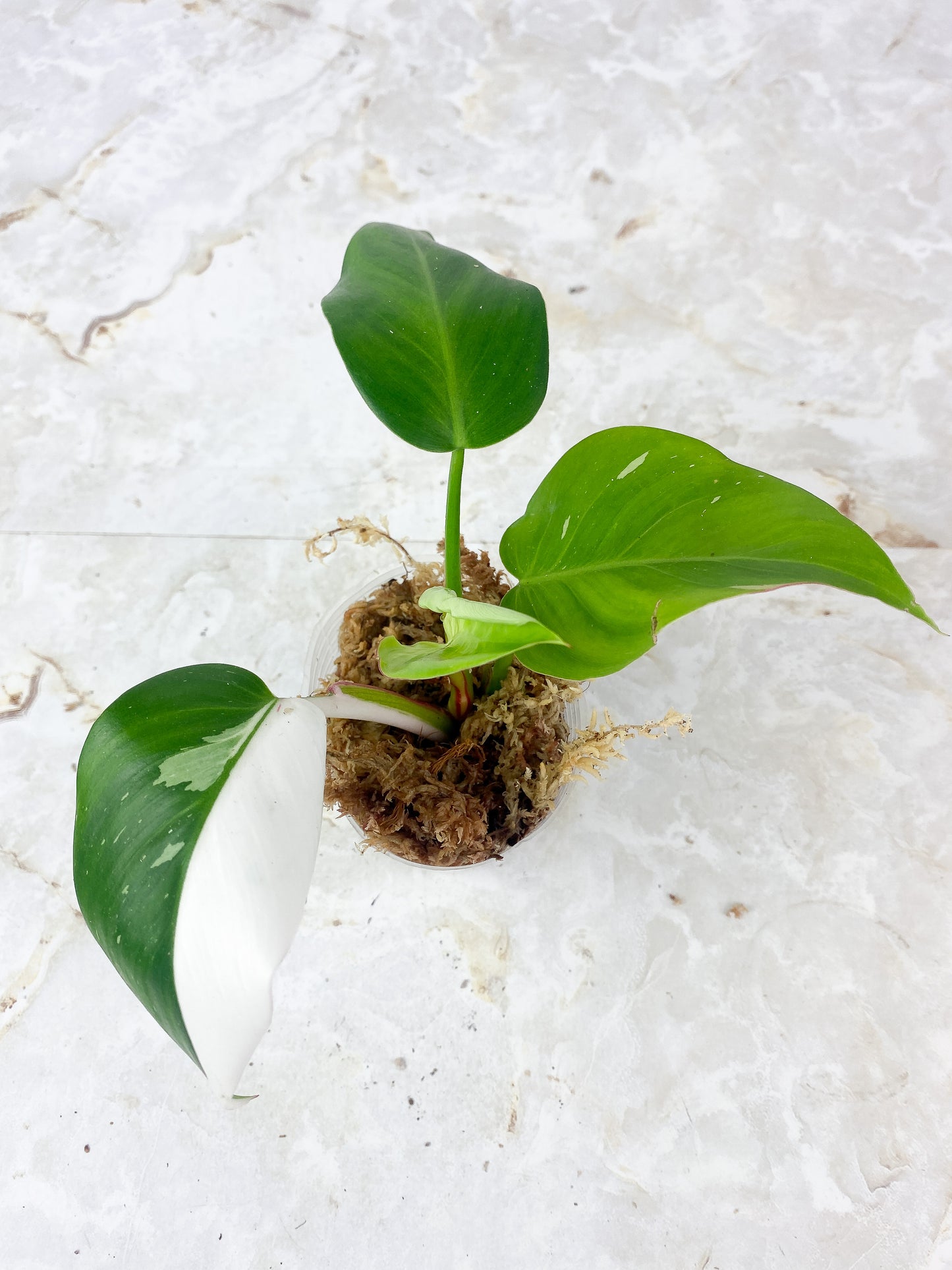 Philodendron White Princess Rooting 4 leaves, 1 sprout. Top cutting