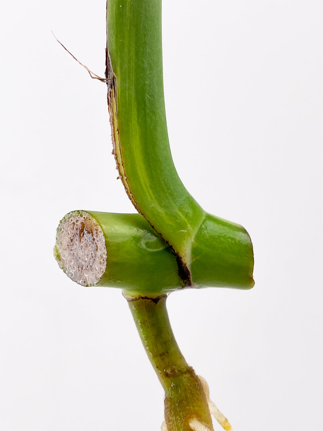 Monstera Aurea 1 leaf