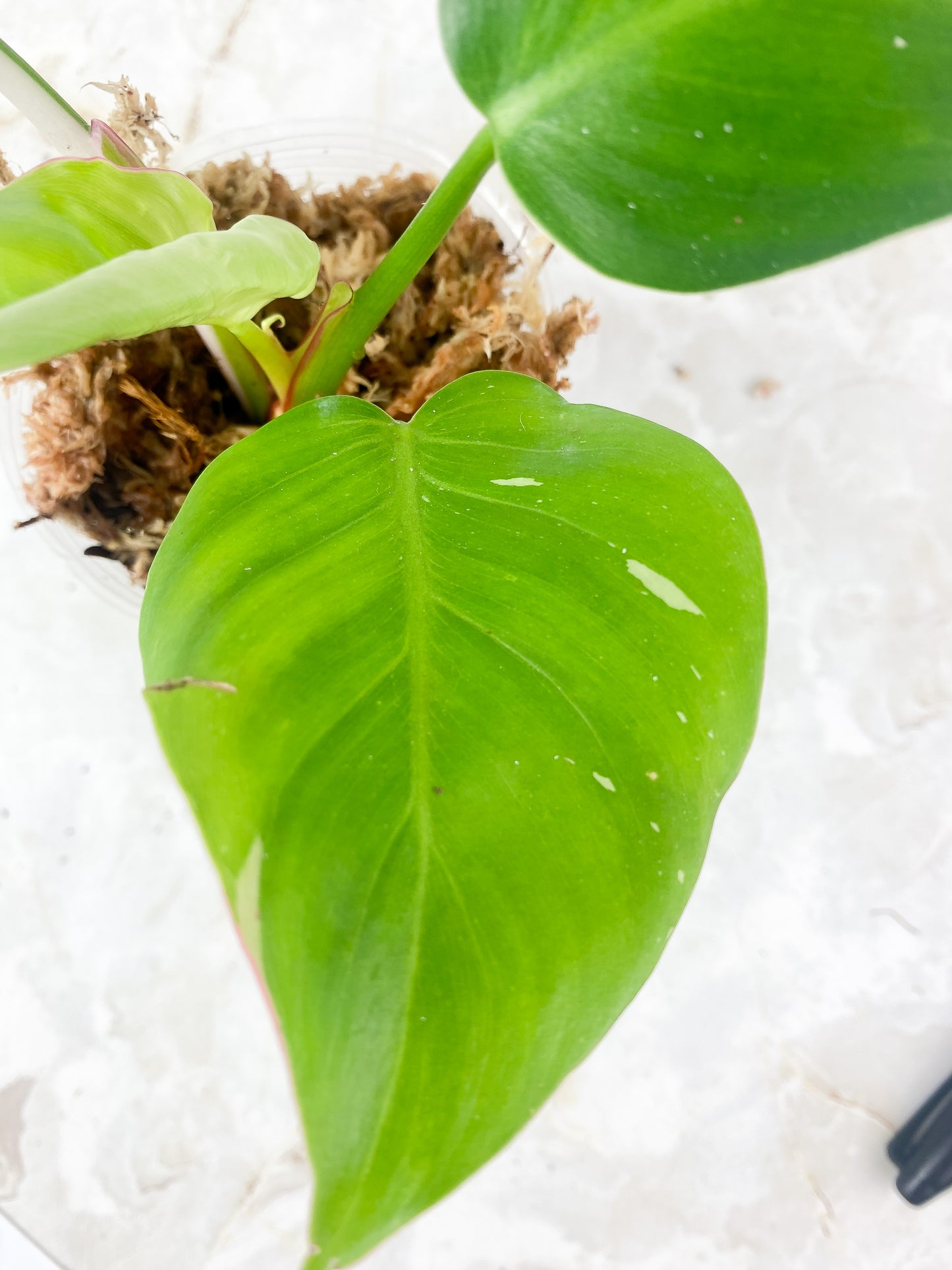 Philodendron White Princess Rooting 4 leaves, 1 sprout. Top cutting