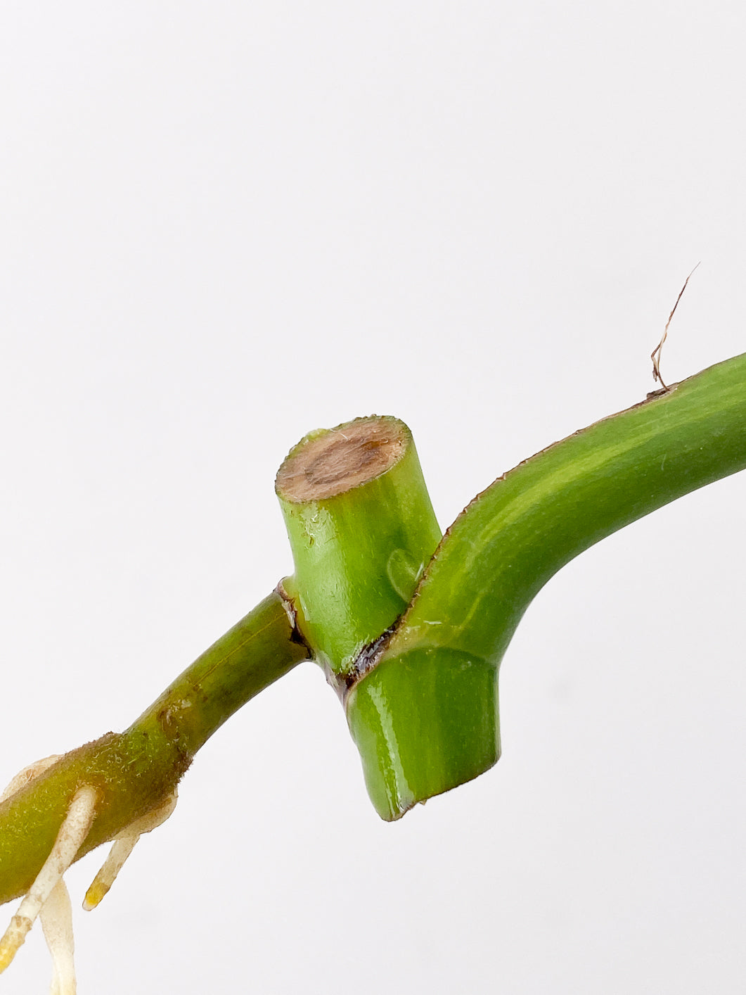 Monstera Aurea 1 leaf