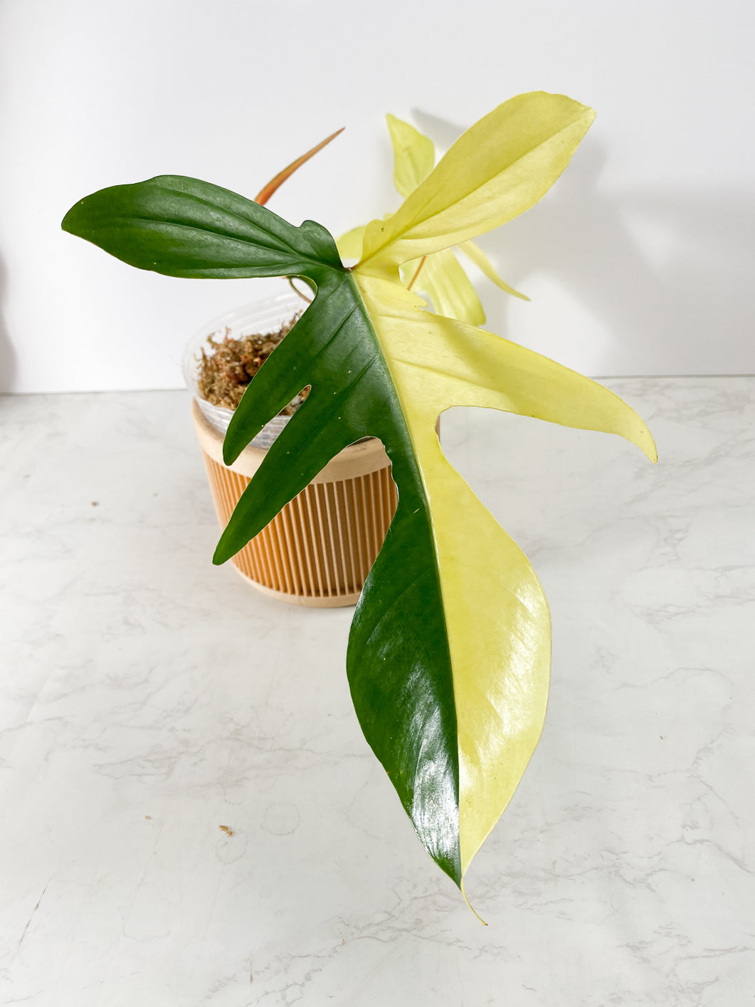 Philodendron Florida Beauty  2 Highly Variegated  leaves 1 sprout Rooted
