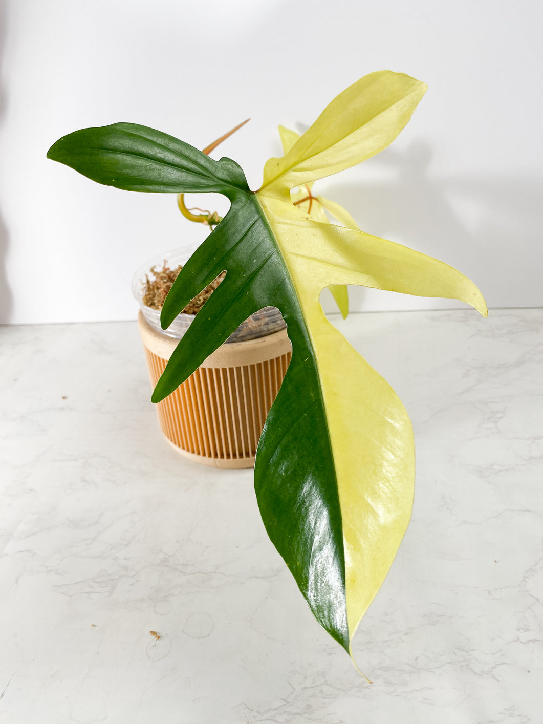 Philodendron Florida Beauty  2 Highly Variegated  leaves 1 sprout Rooted