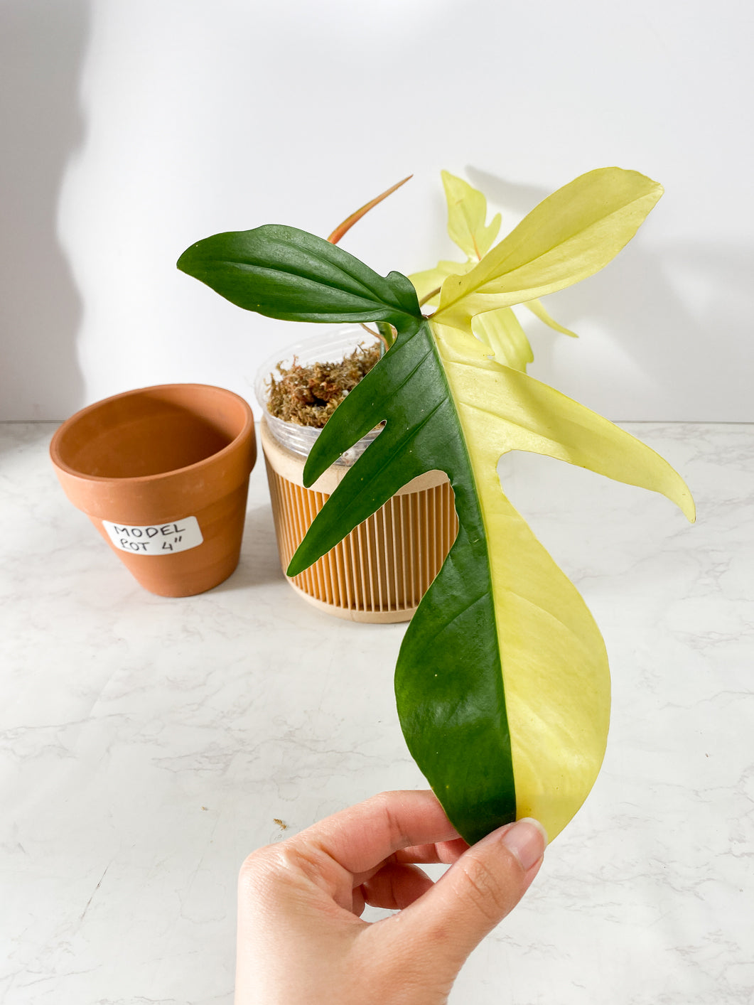 Philodendron Florida Beauty  2 Highly Variegated  leaves 1 sprout Rooted