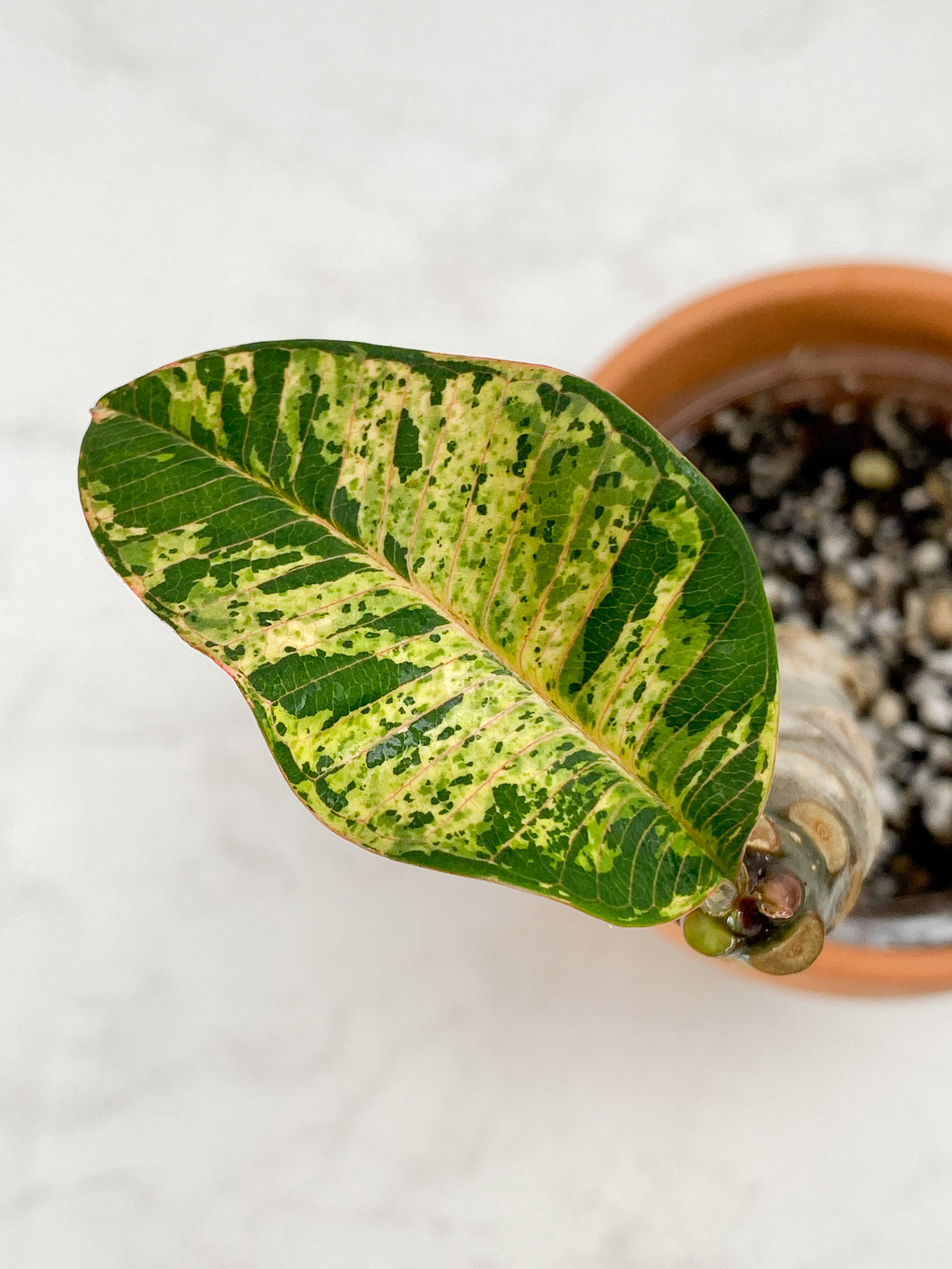 Plumeria Maya Variegated Slightly Rooted 1 leaf 1 sprout