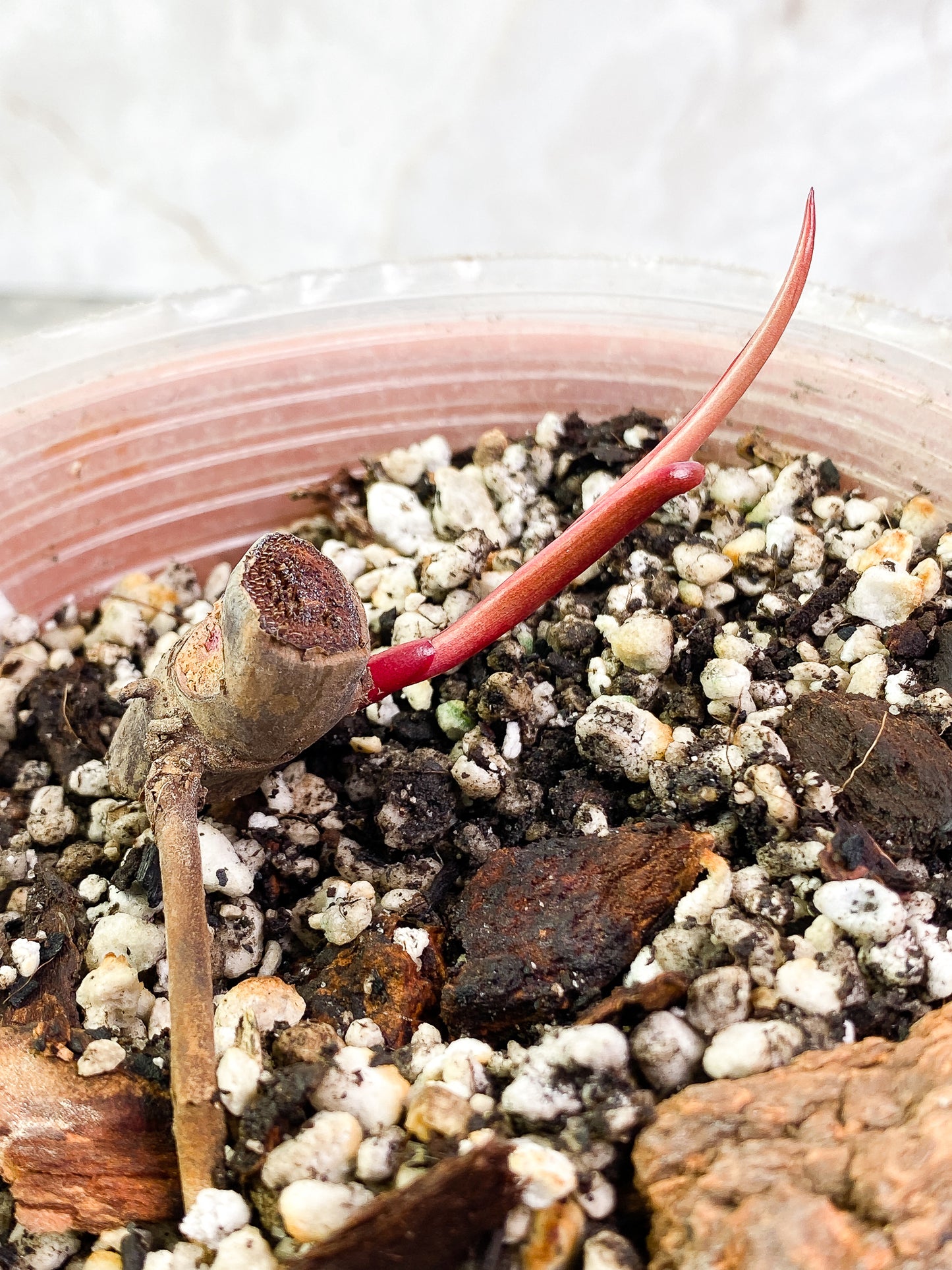 Philodendron  Strawberry Shake  fully rooted sprout with 1 bud