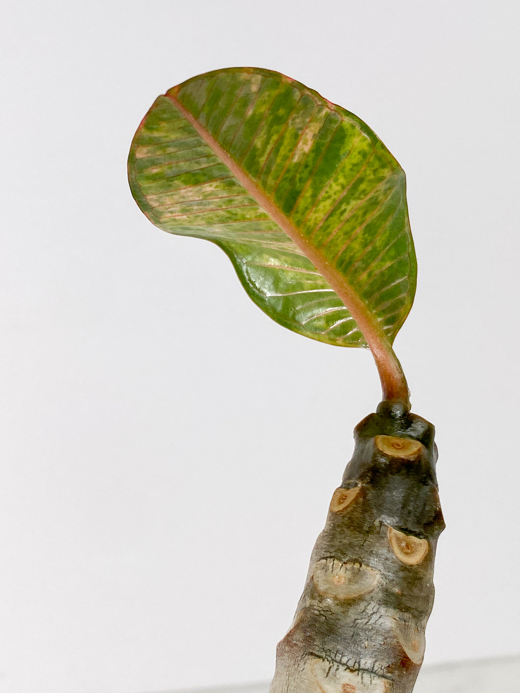 Plumeria Maya Variegated Slightly Rooted 1 leaf 1 sprout
