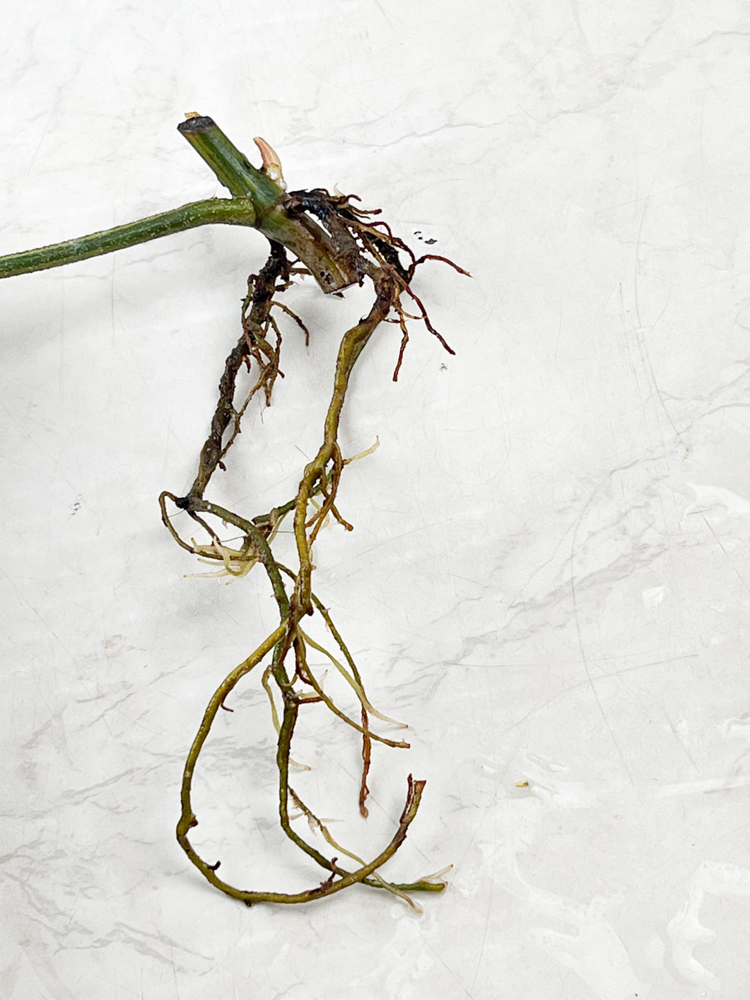 Philodendron Florida Beauty slightly rooted node with an active sprout (Leafless)