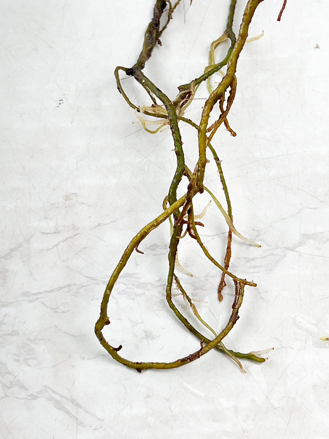 Philodendron Florida Beauty slightly rooted node with an active sprout (Leafless)
