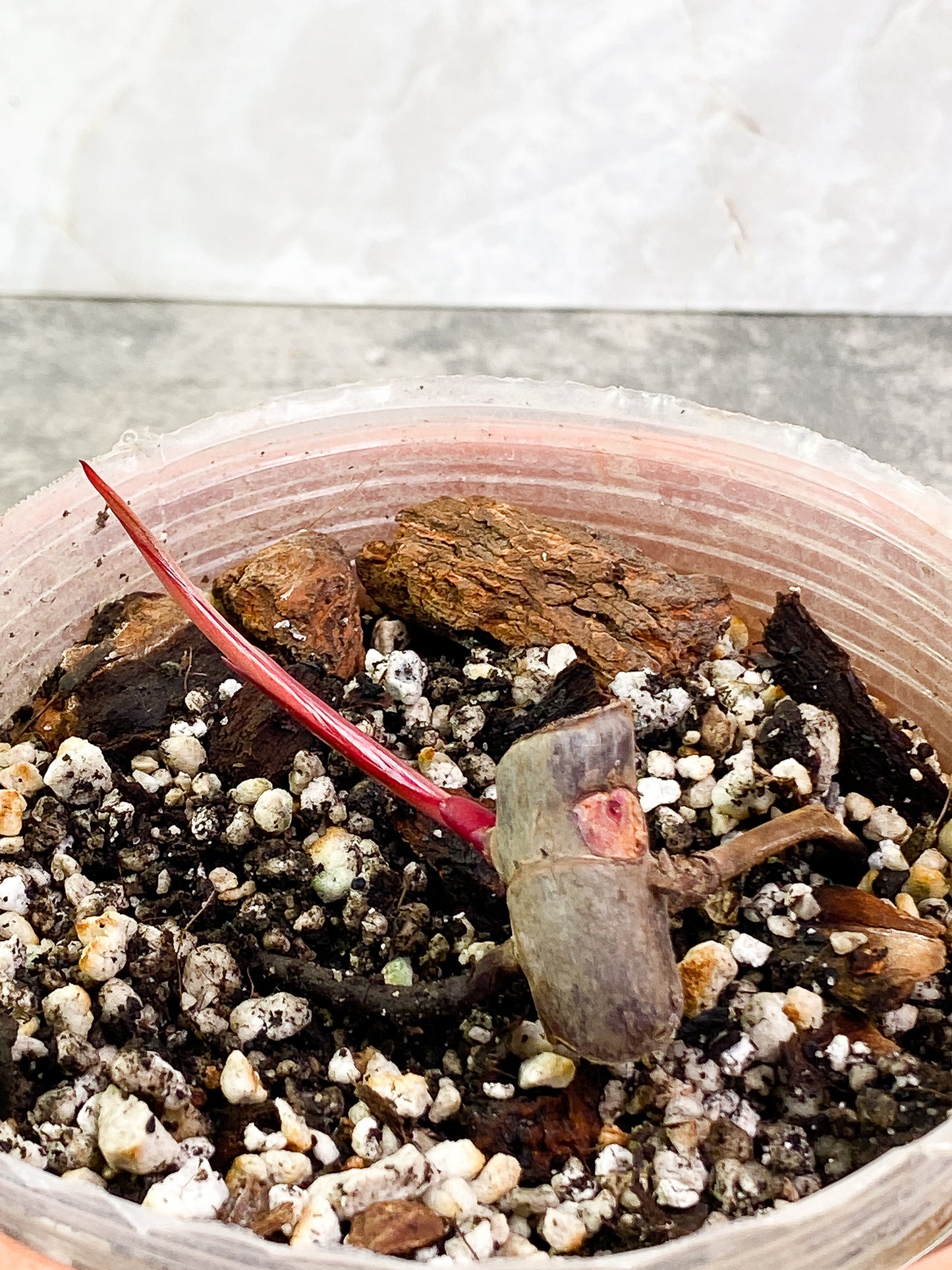 Philodendron  Strawberry Shake  fully rooted sprout with 1 bud