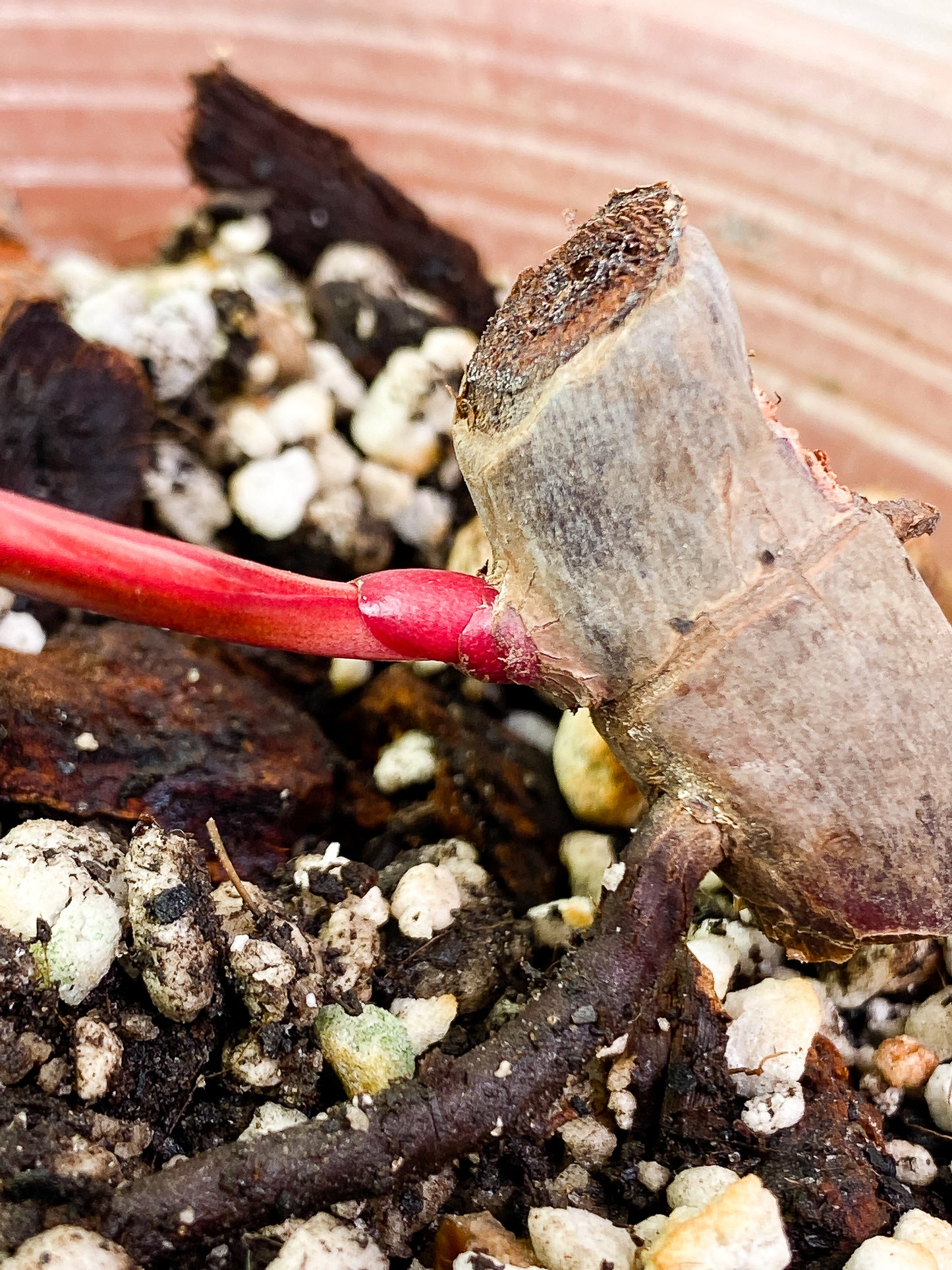 Philodendron  Strawberry Shake  fully rooted sprout with 1 bud