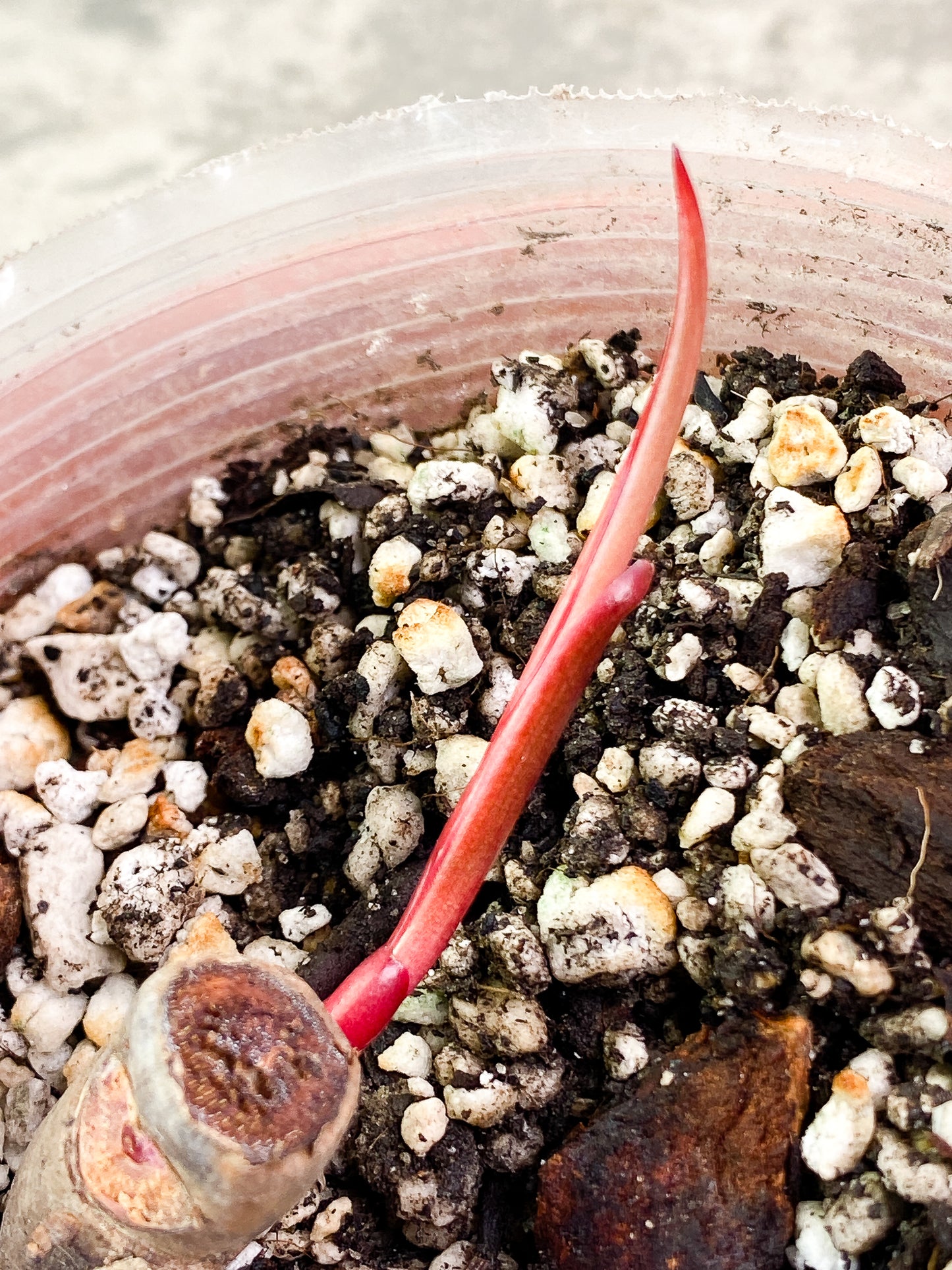 Philodendron  Strawberry Shake  fully rooted sprout with 1 bud