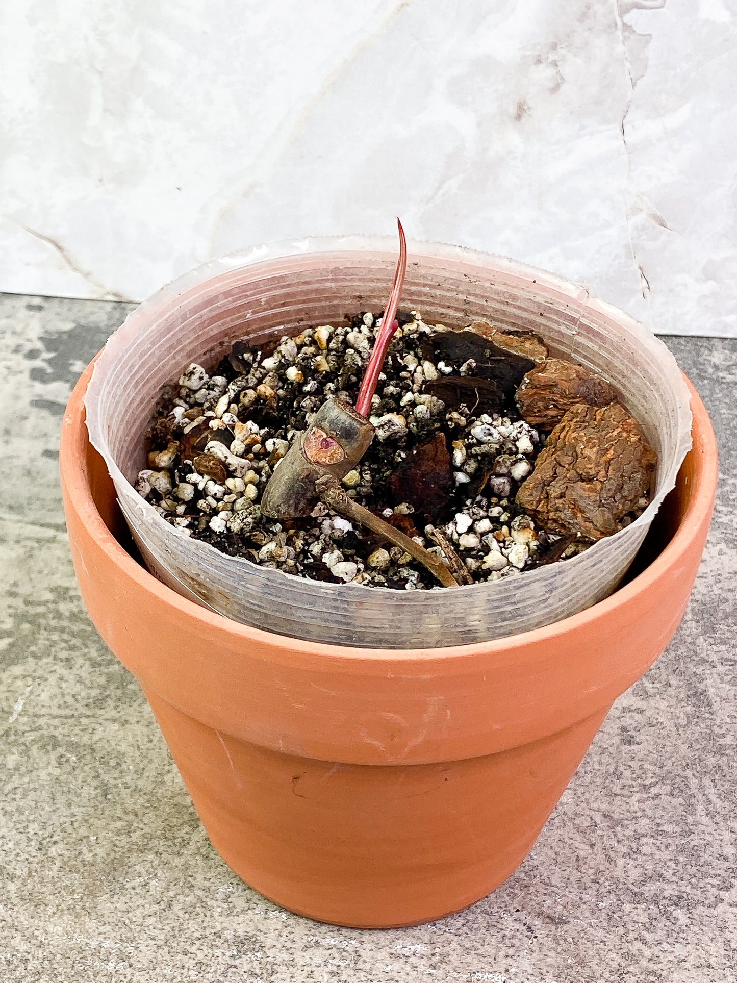 Philodendron  Strawberry Shake  fully rooted sprout with 1 bud