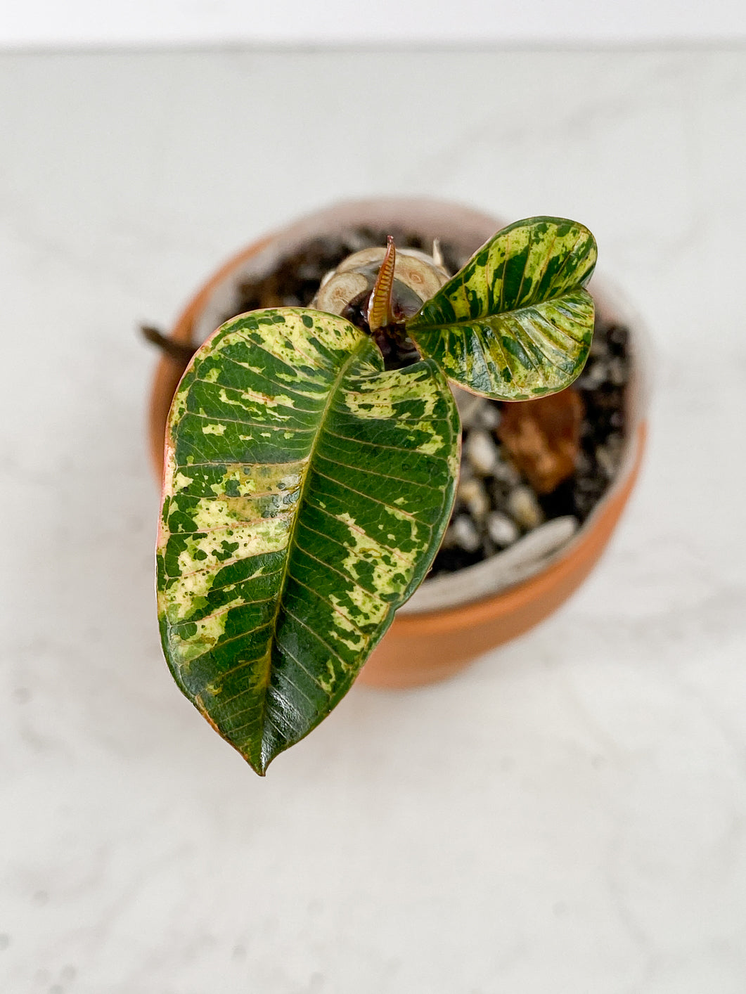 Plumeria Maya Variegated Slightly Rooted 3 leaves