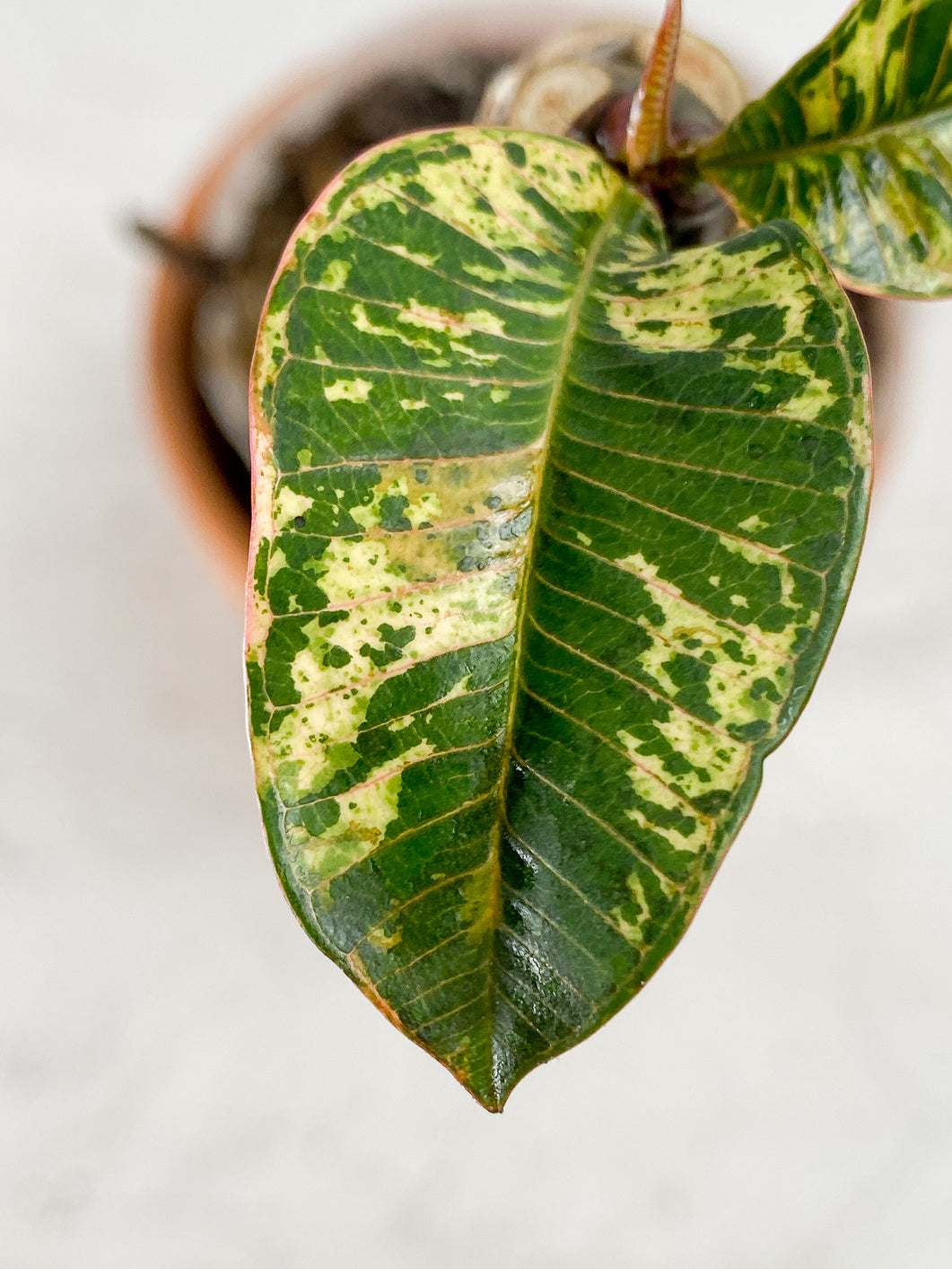 Plumeria Maya Variegated Slightly Rooted 3 leaves