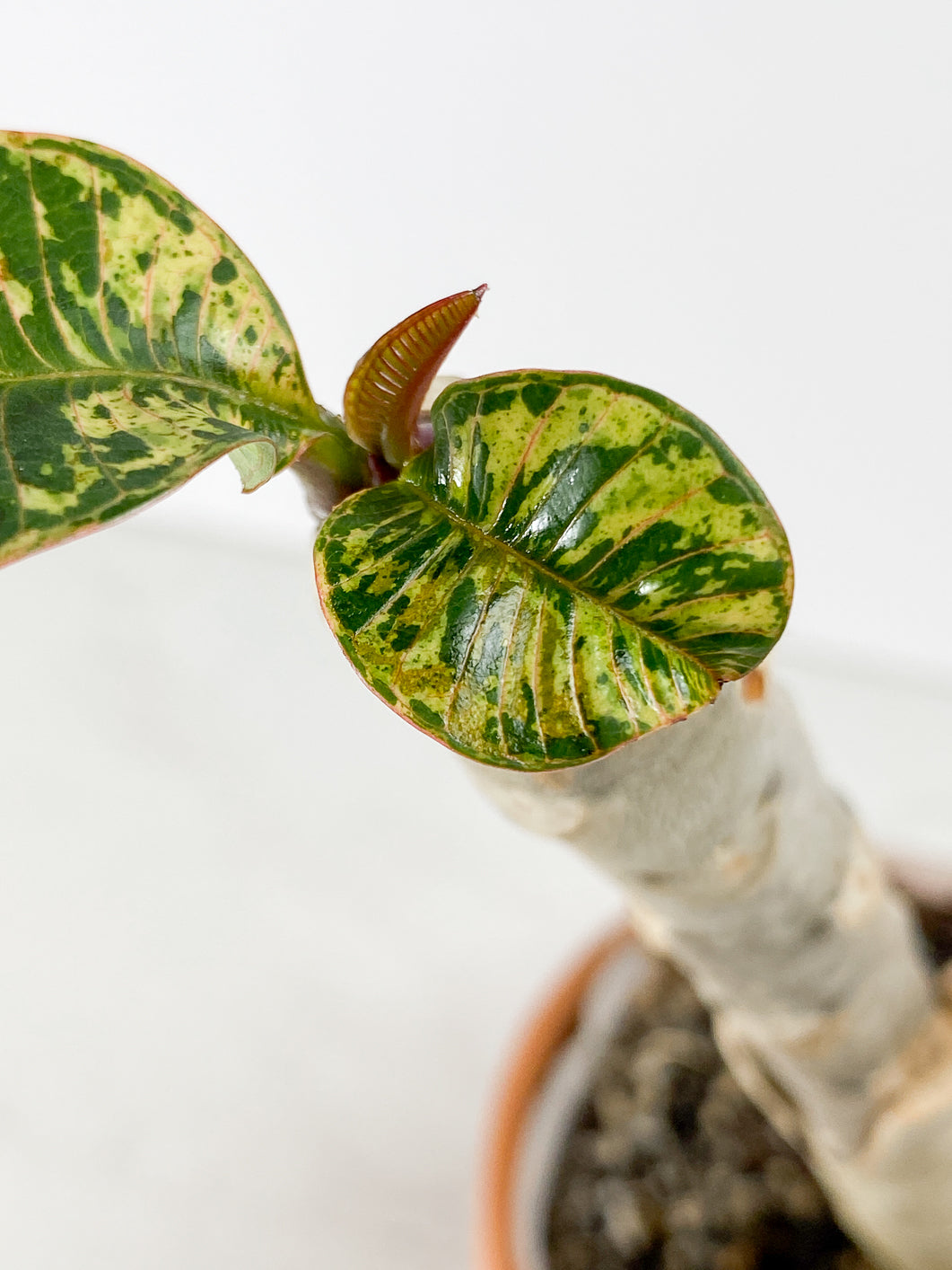 Plumeria Maya Variegated Slightly Rooted 3 leaves