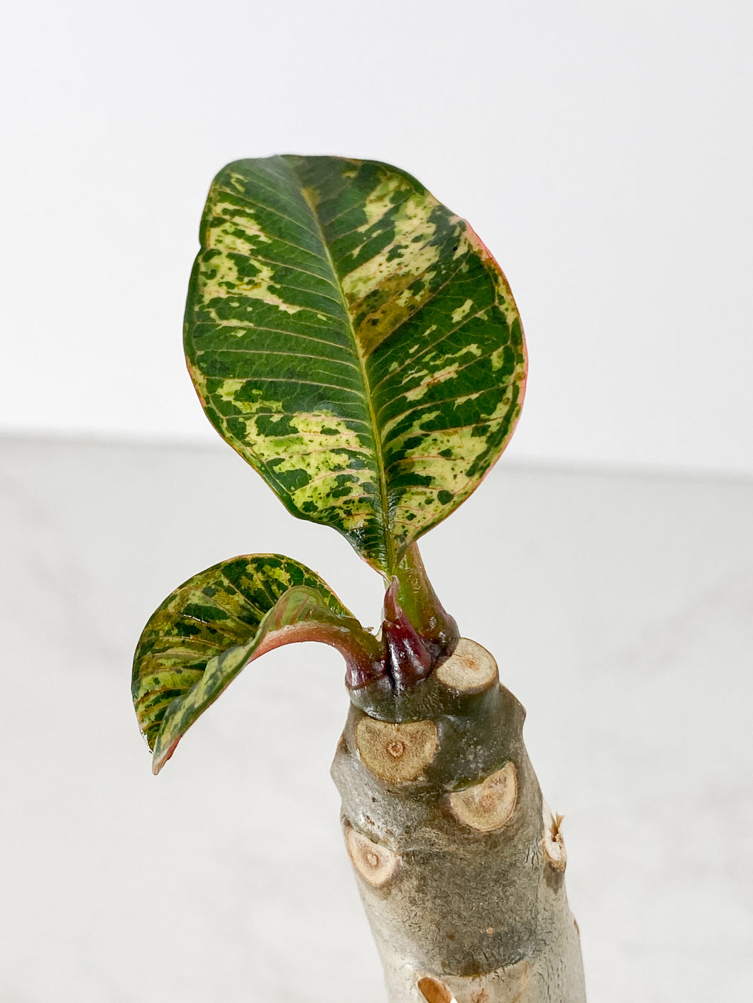 Plumeria Maya Variegated Slightly Rooted 3 leaves