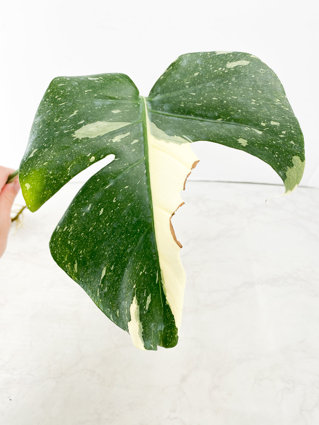 Monstera Thai Constellation 1 leaf