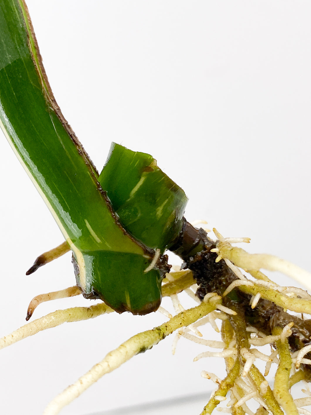 Monstera Thai Constellation 1 leaf