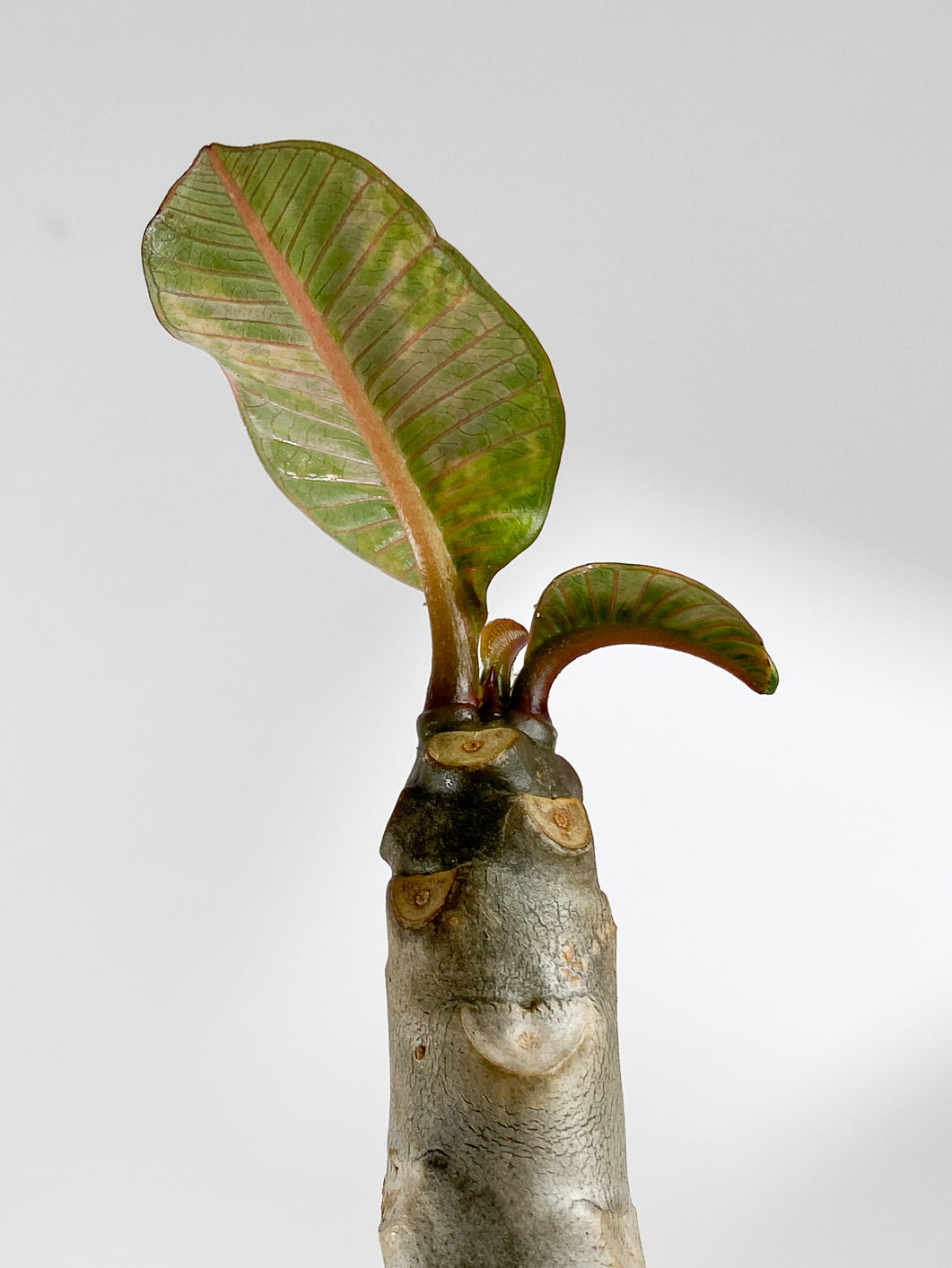 Plumeria Maya Variegated Slightly Rooted 3 leaves