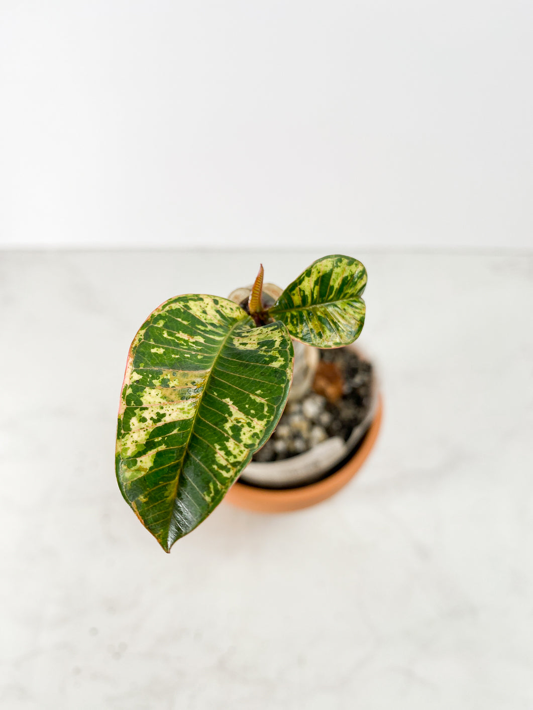 Plumeria Maya Variegated Slightly Rooted 3 leaves