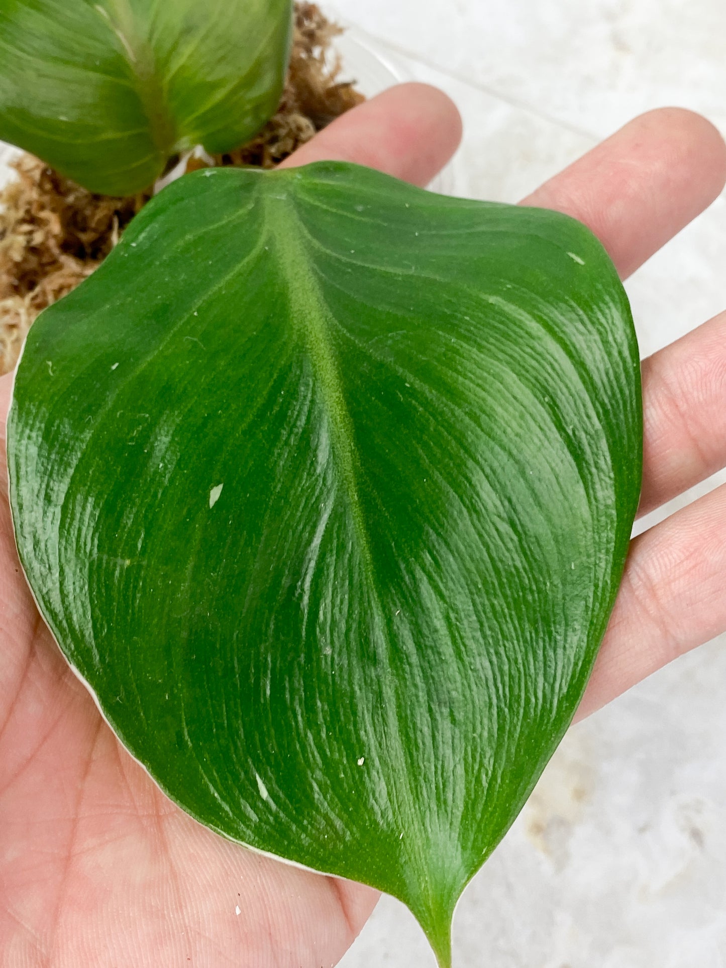 Philodendron White Knight Rooting 2 leaves Top cutting
