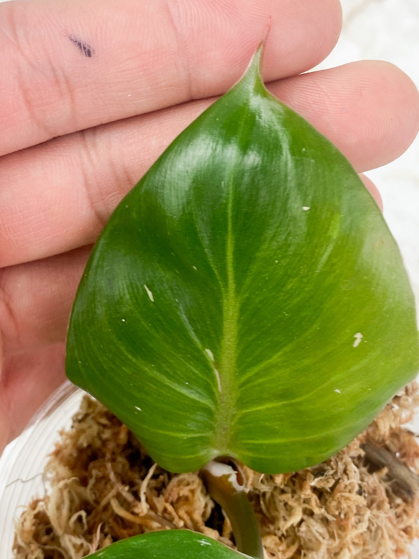 Philodendron White Knight Rooting 2 leaves Top cutting