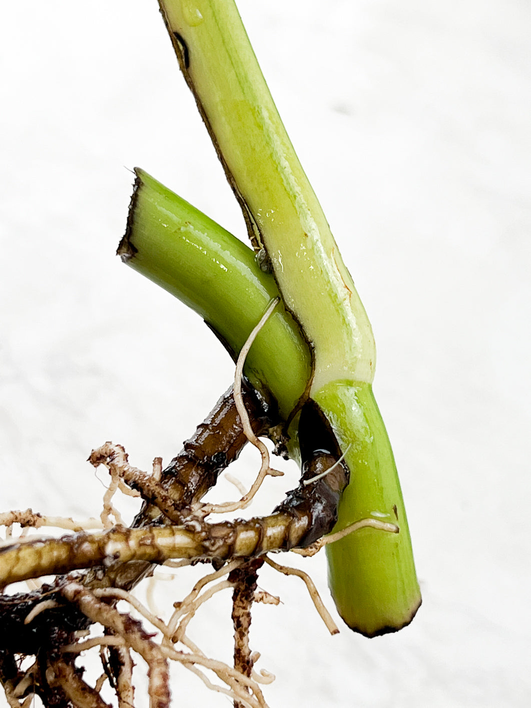 Monstera Aurea 1 leaf slightly rooted