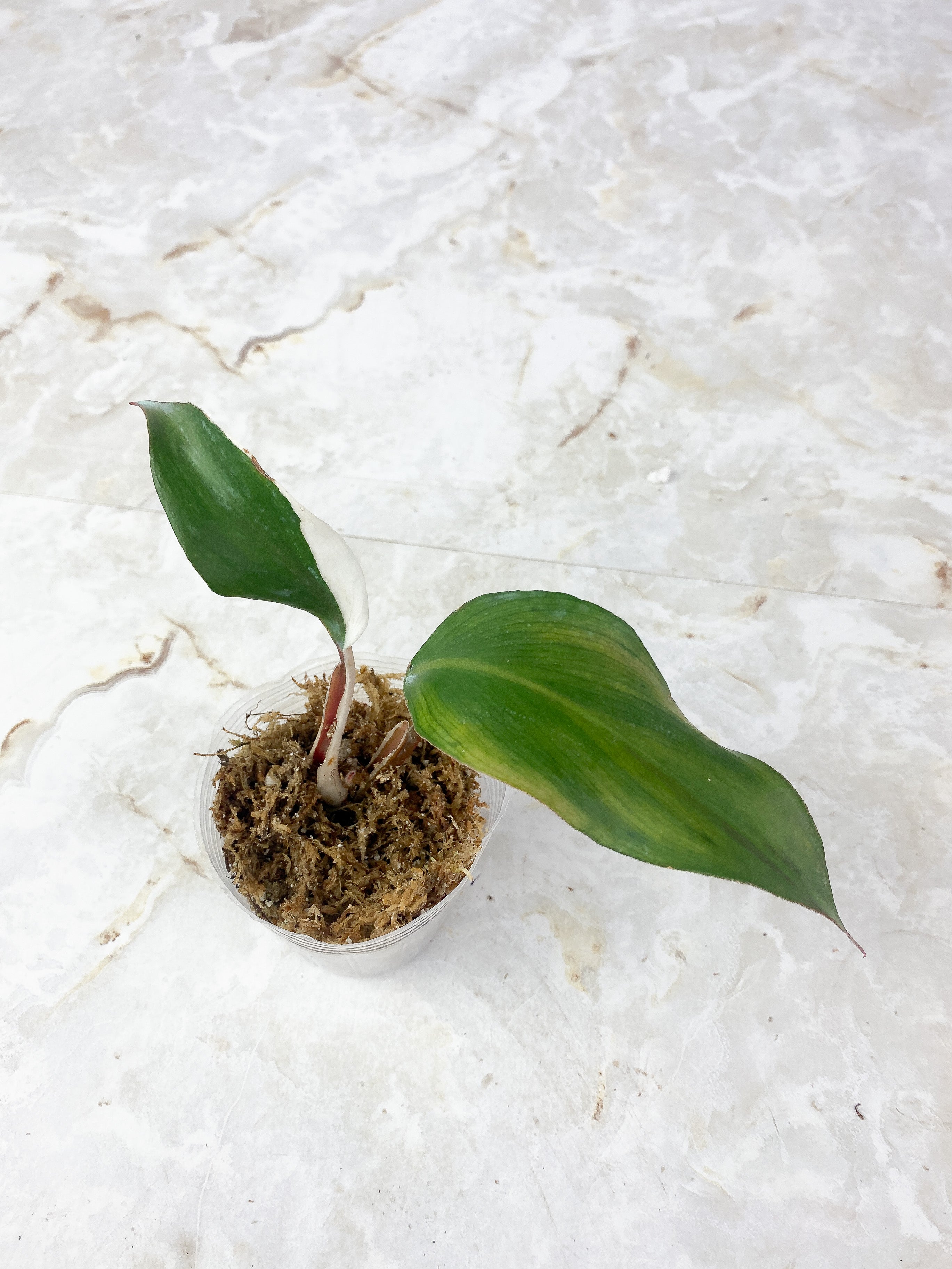 Philodendron White Knight Rooting 2 leaves highly variegated