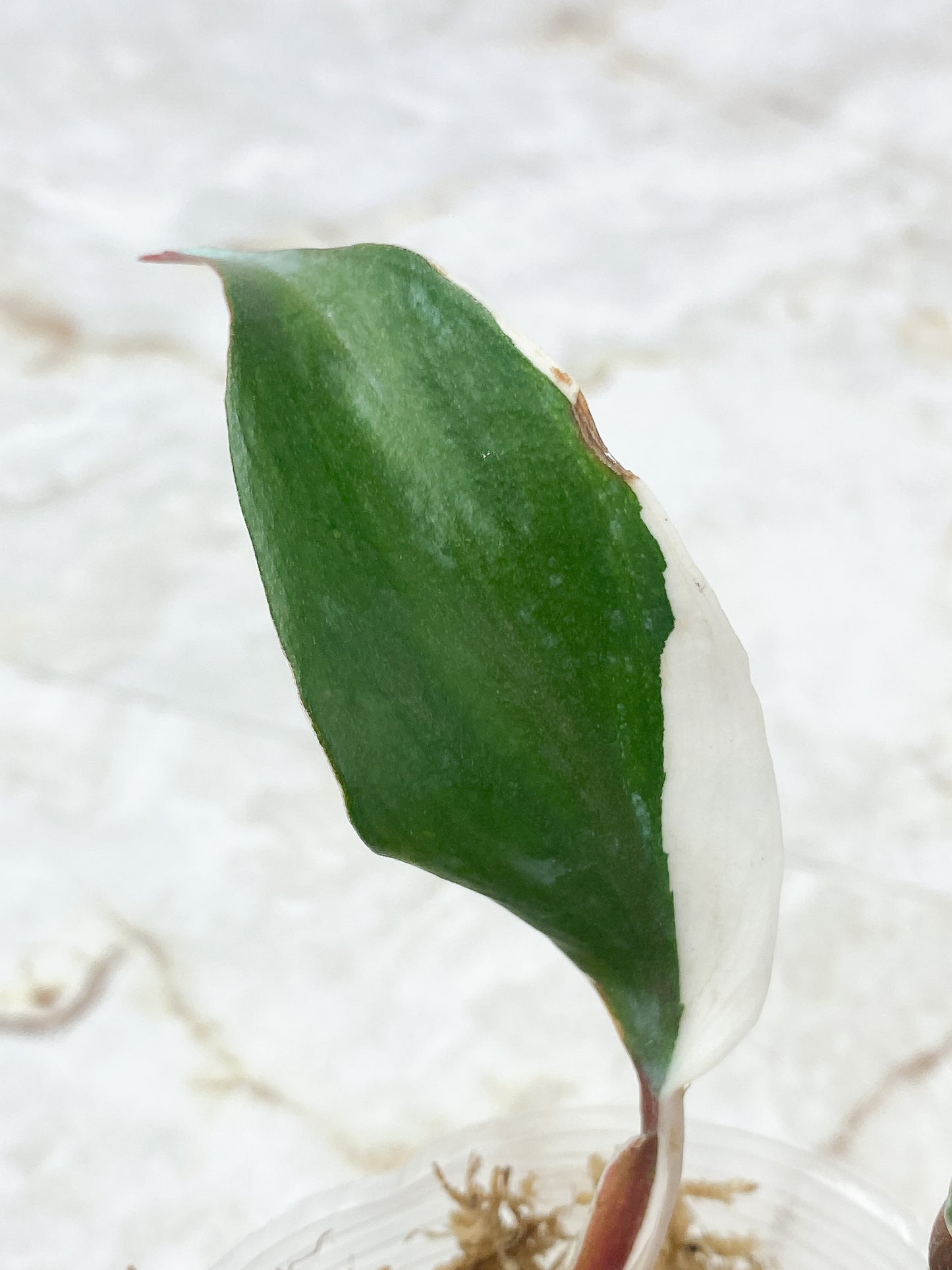 Philodendron White Knight Rooting 2 leaves highly variegated