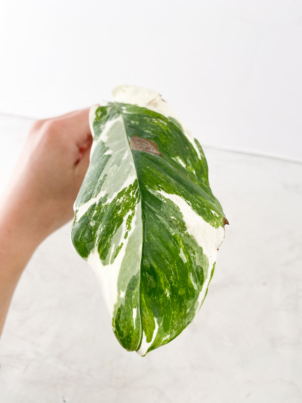 Monstera Lechleriana variegated 1 leaf